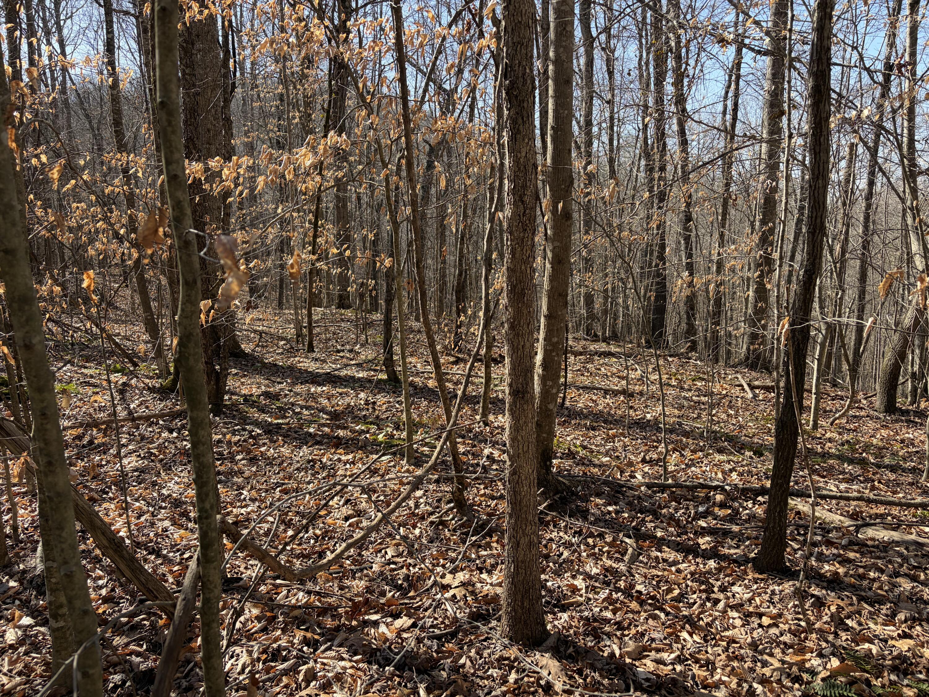 1901 Dixie Bend Road Property Photo 15