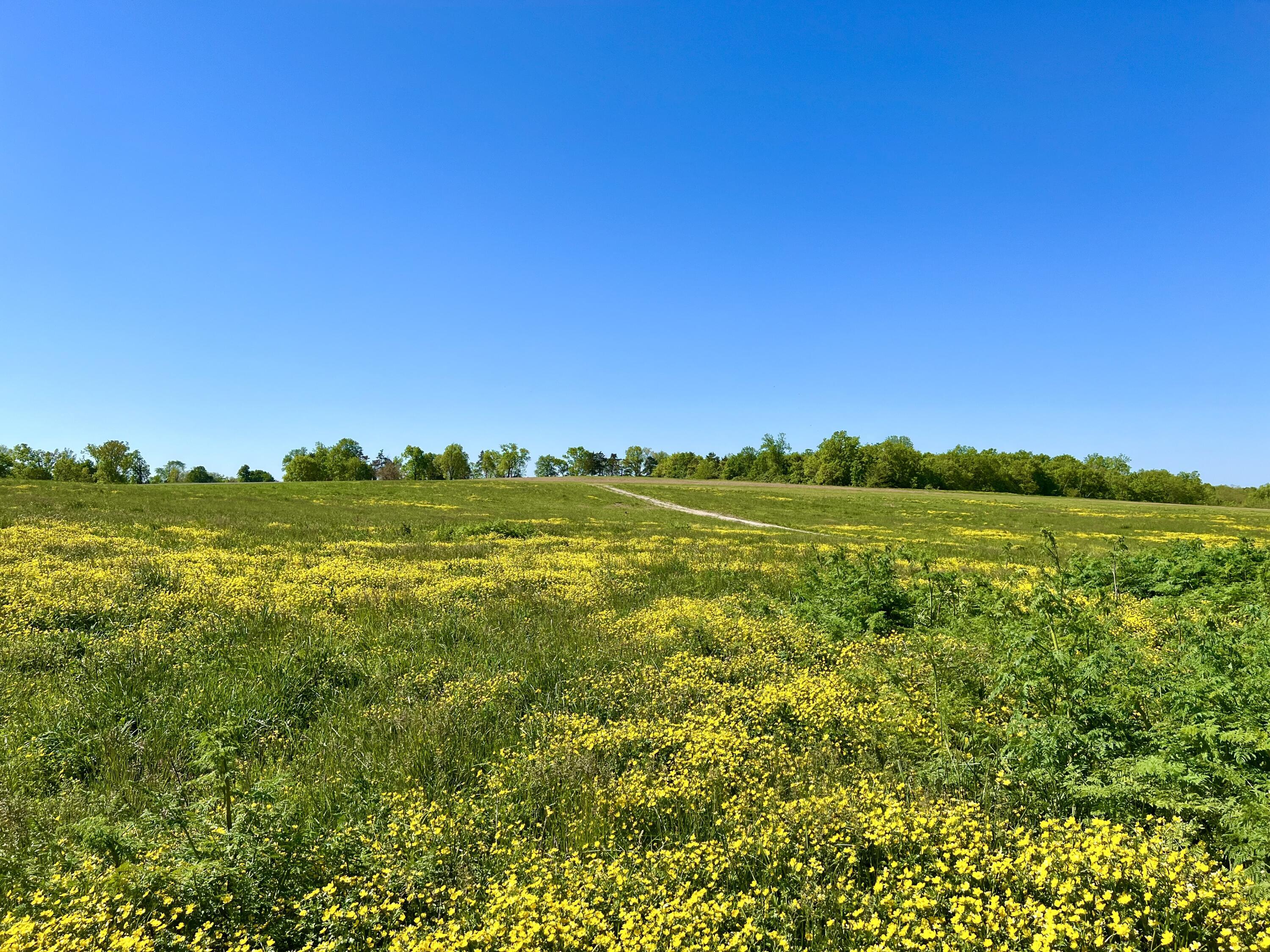 401 Appaloosa Trail Lot 17 Property Photo 4
