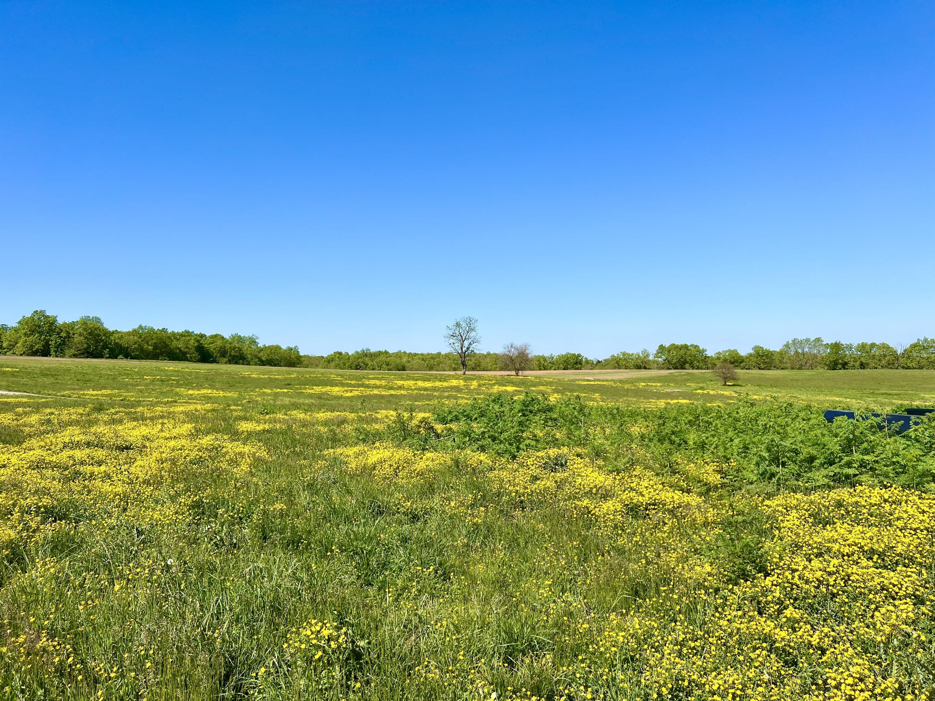 409 Appaloosa Trail Property Photo 11