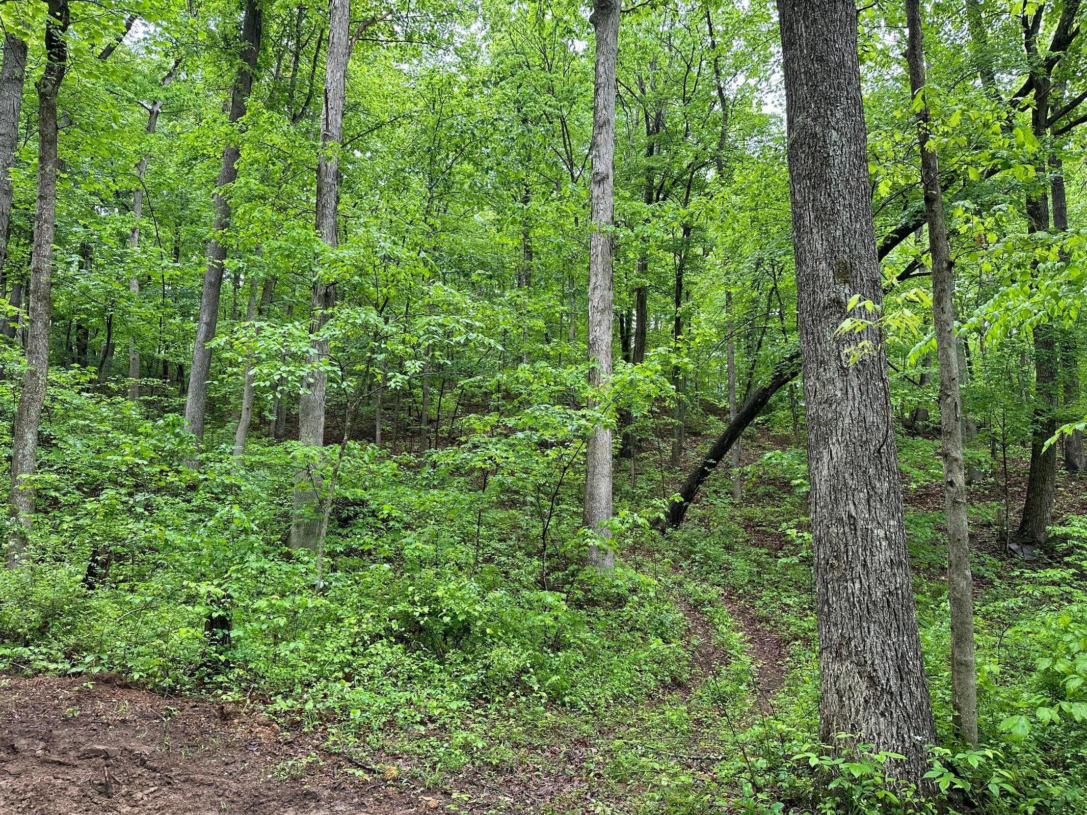 245 Mcconnell Branch Road Property Photo 19