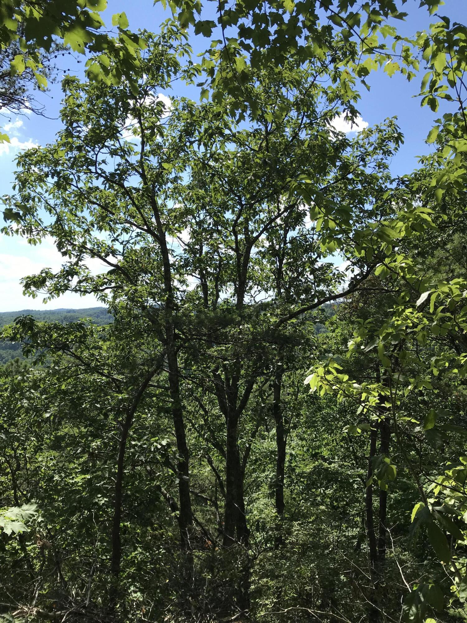 0 South Fork Property Photo 1