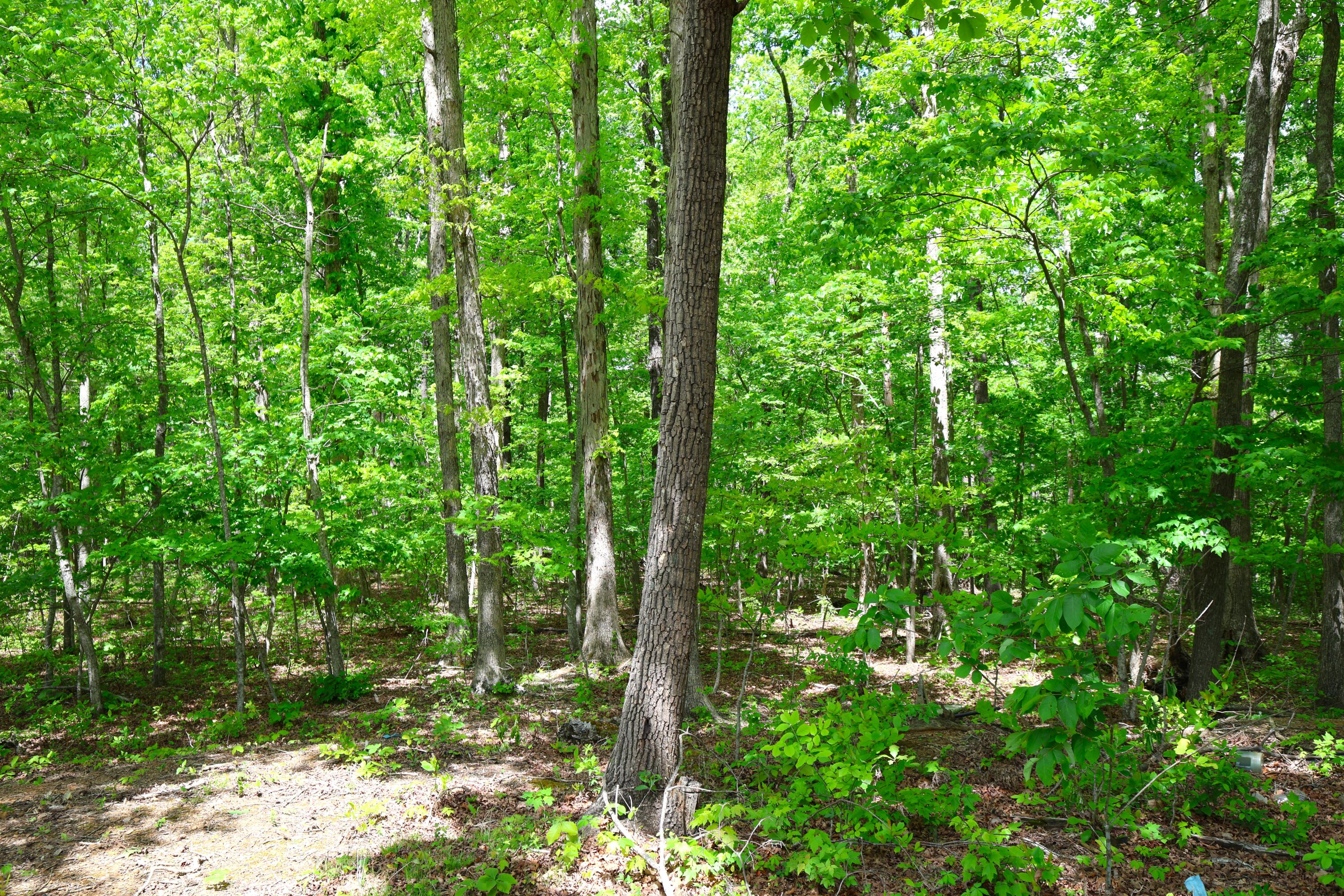 105 Stewart Fork Road Property Photo 57