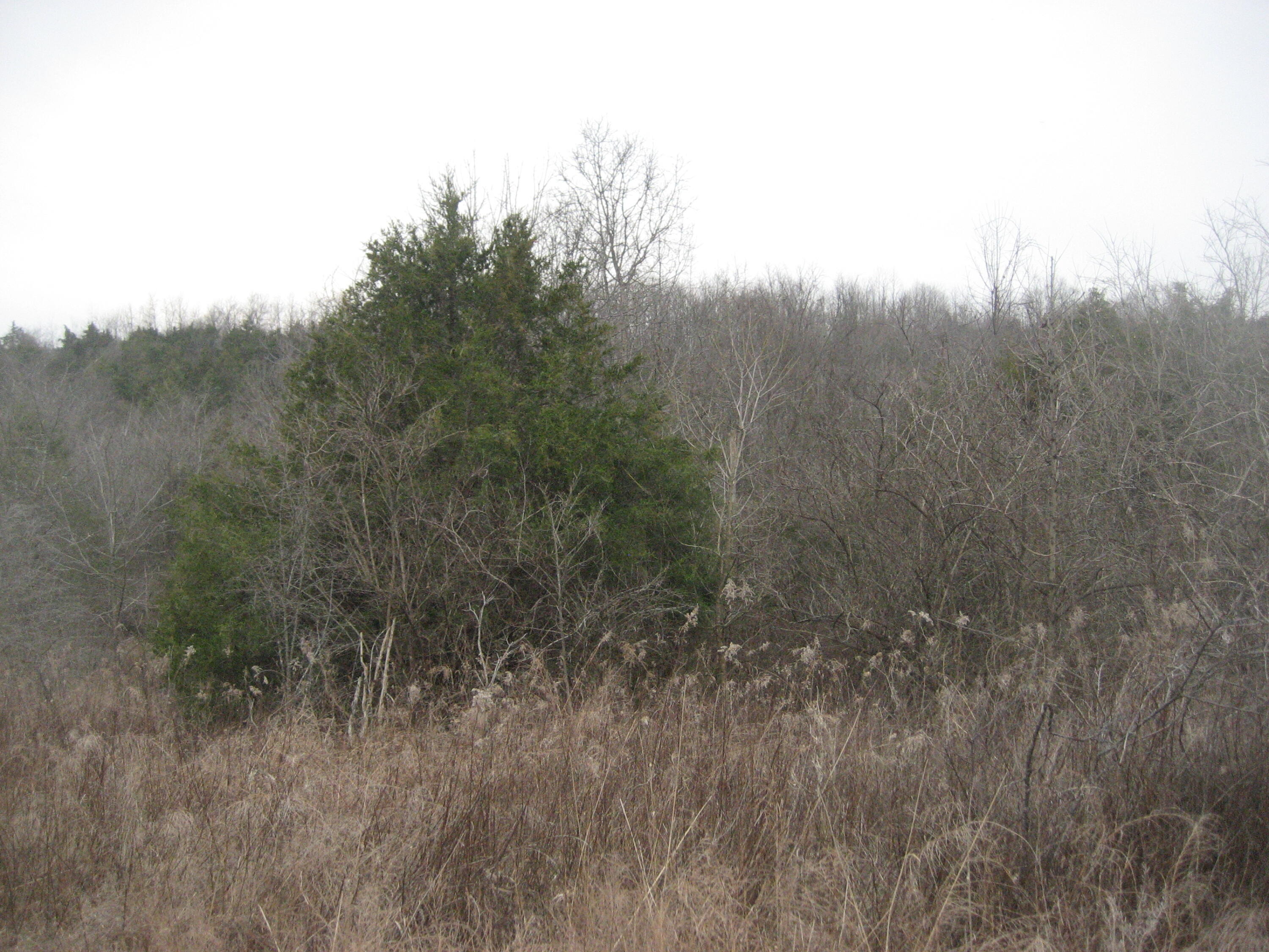1234 Rutherford School Rd Rutherford School Road Property Photo 14