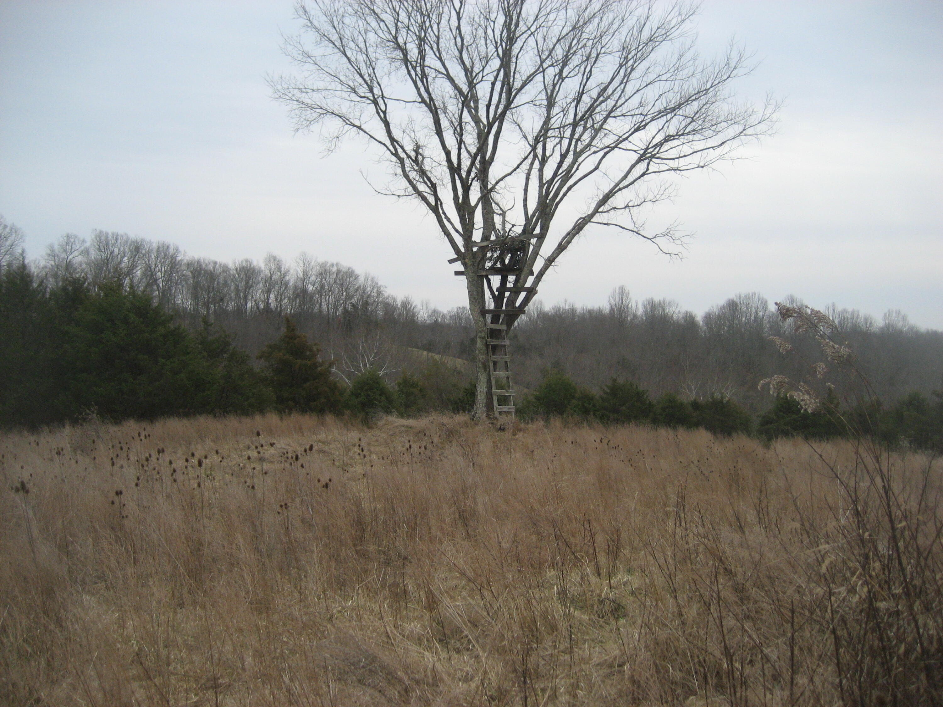 1234 Rutherford School Rd Rutherford School Road Property Photo 19