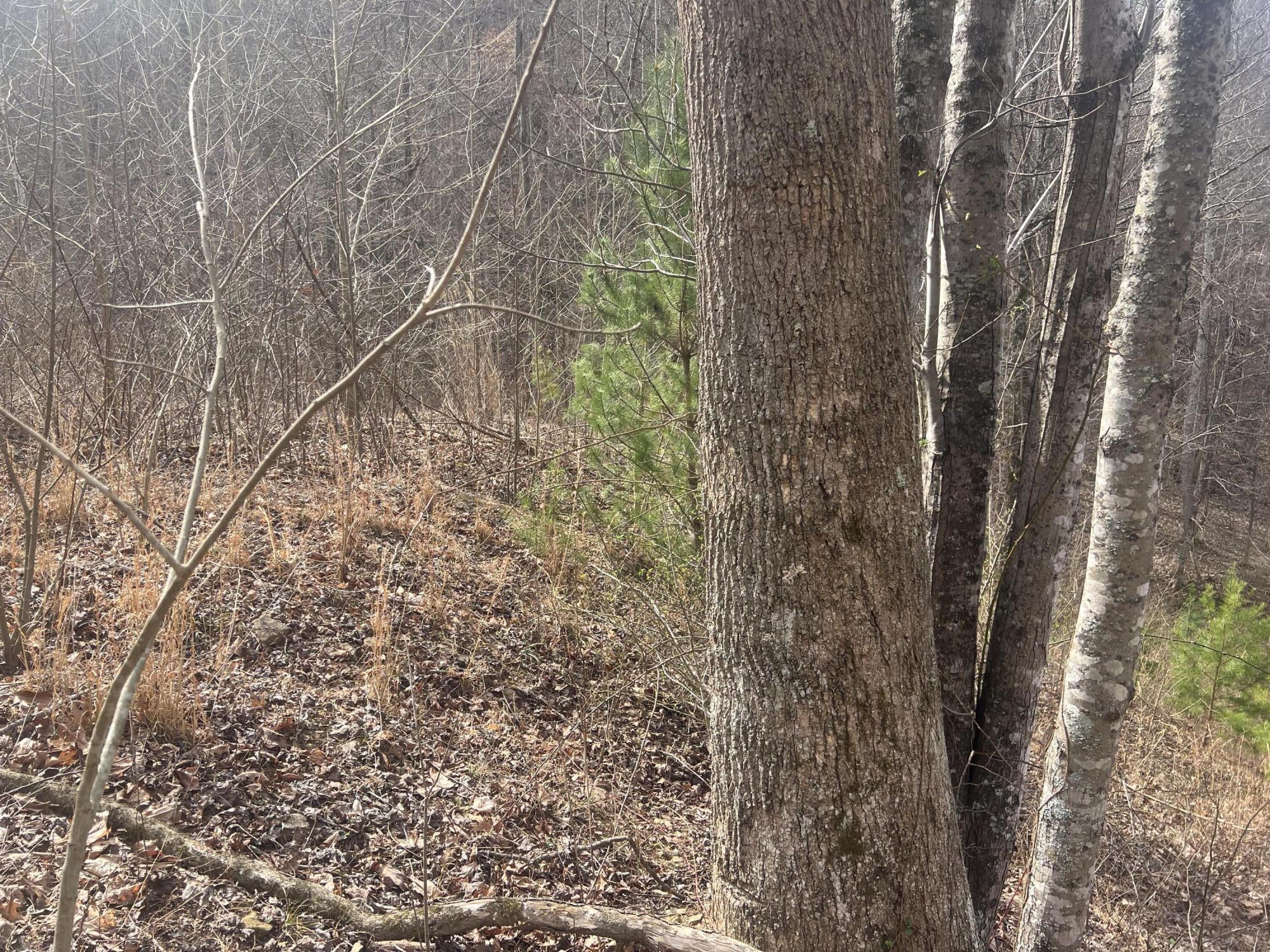 1470 Hopkins Fork Property Photo 5