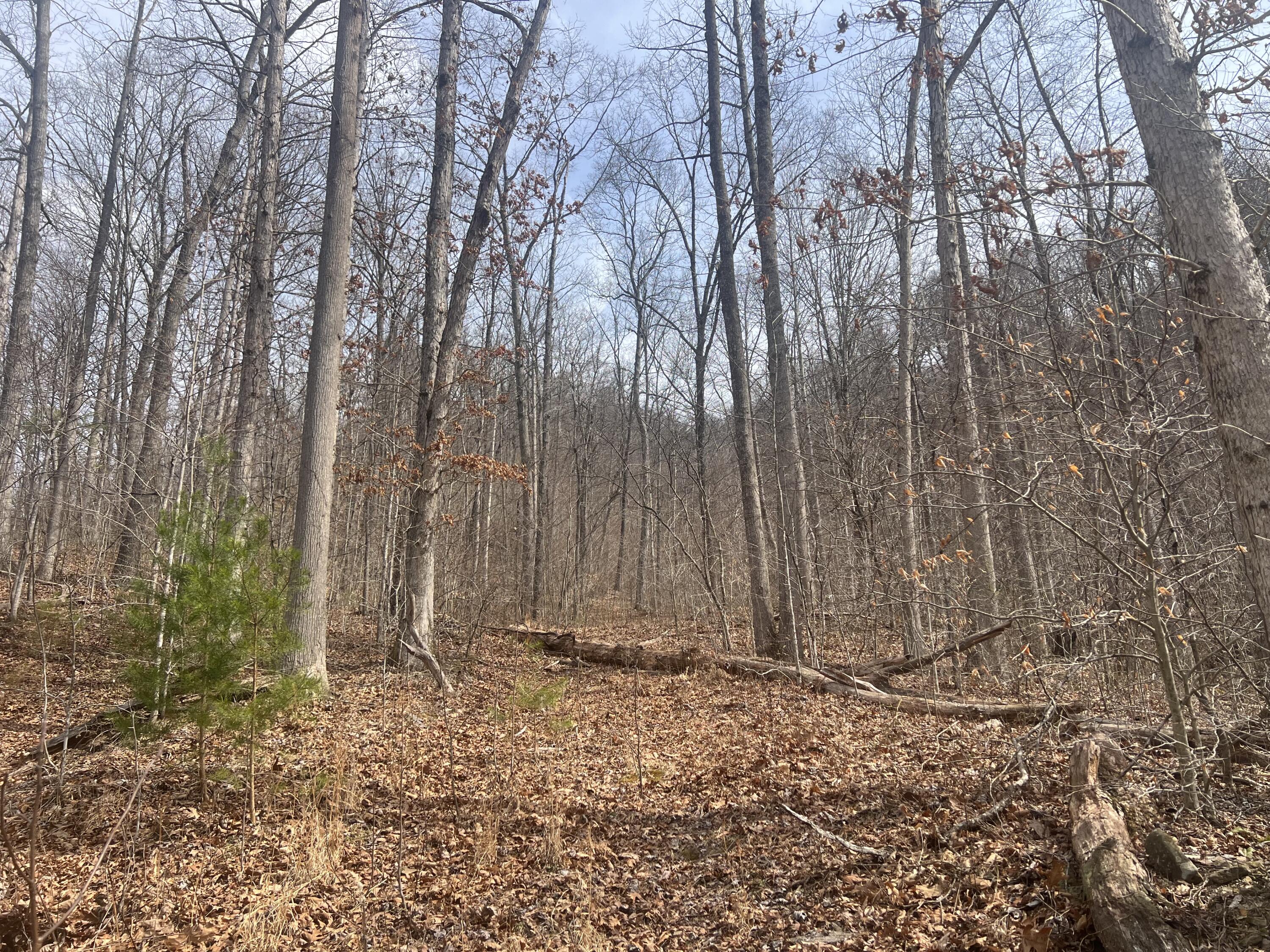 1470 Hopkins Fork Property Photo 11