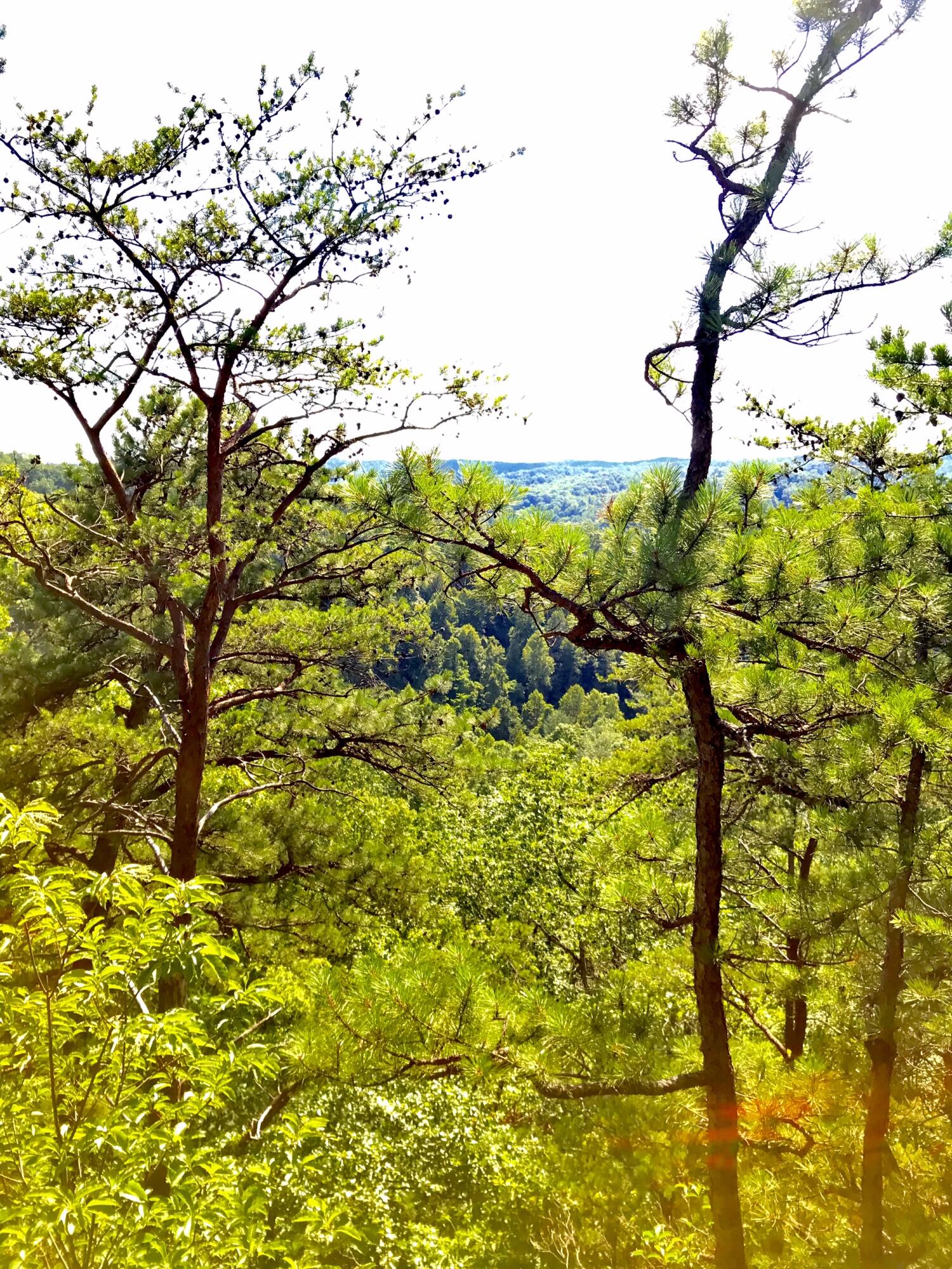 0 S Fork Road Property Photo 1