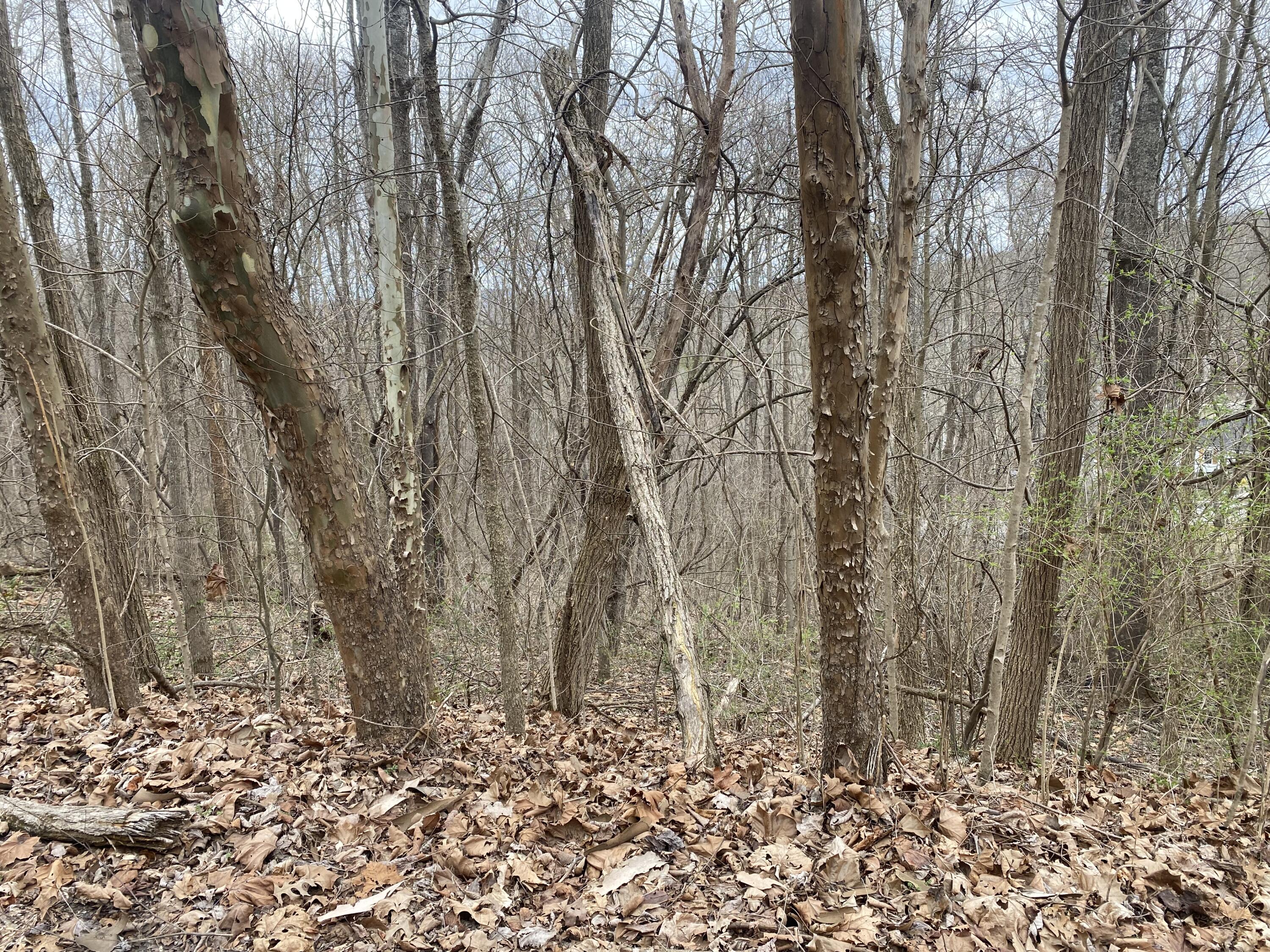 75 Twilight Avenue Property Photo 4
