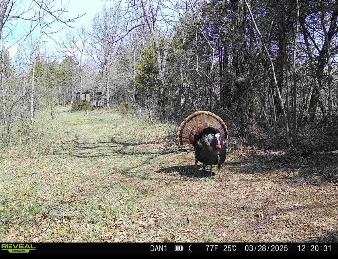 00 Fork Lick Road Property Photo 55