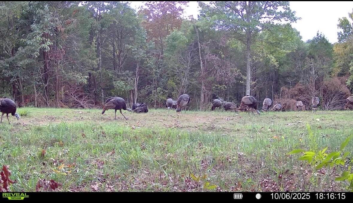 00 Fork Lick Road Property Photo 56