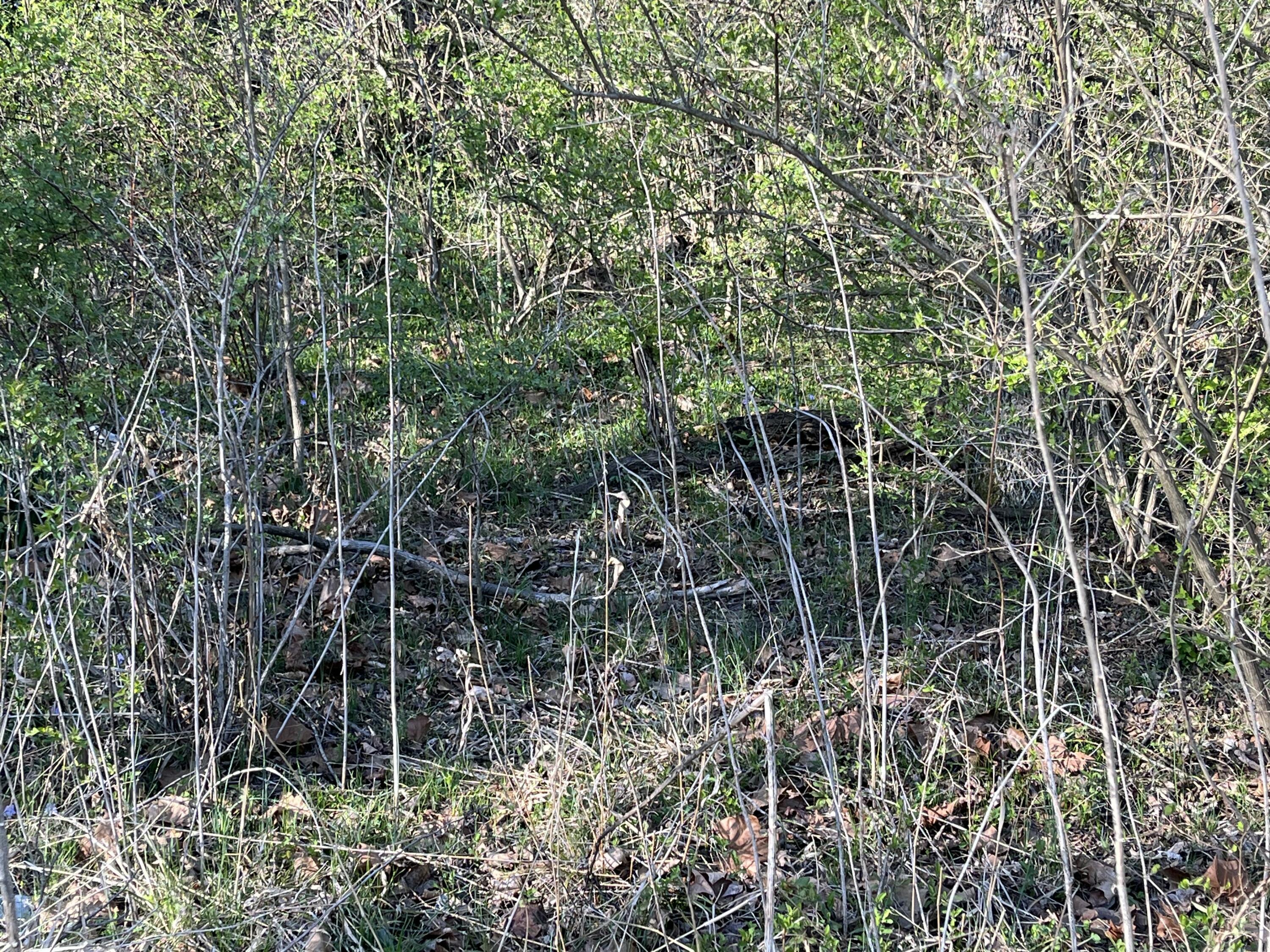 2864 Scrubgrass Road Property Photo 65