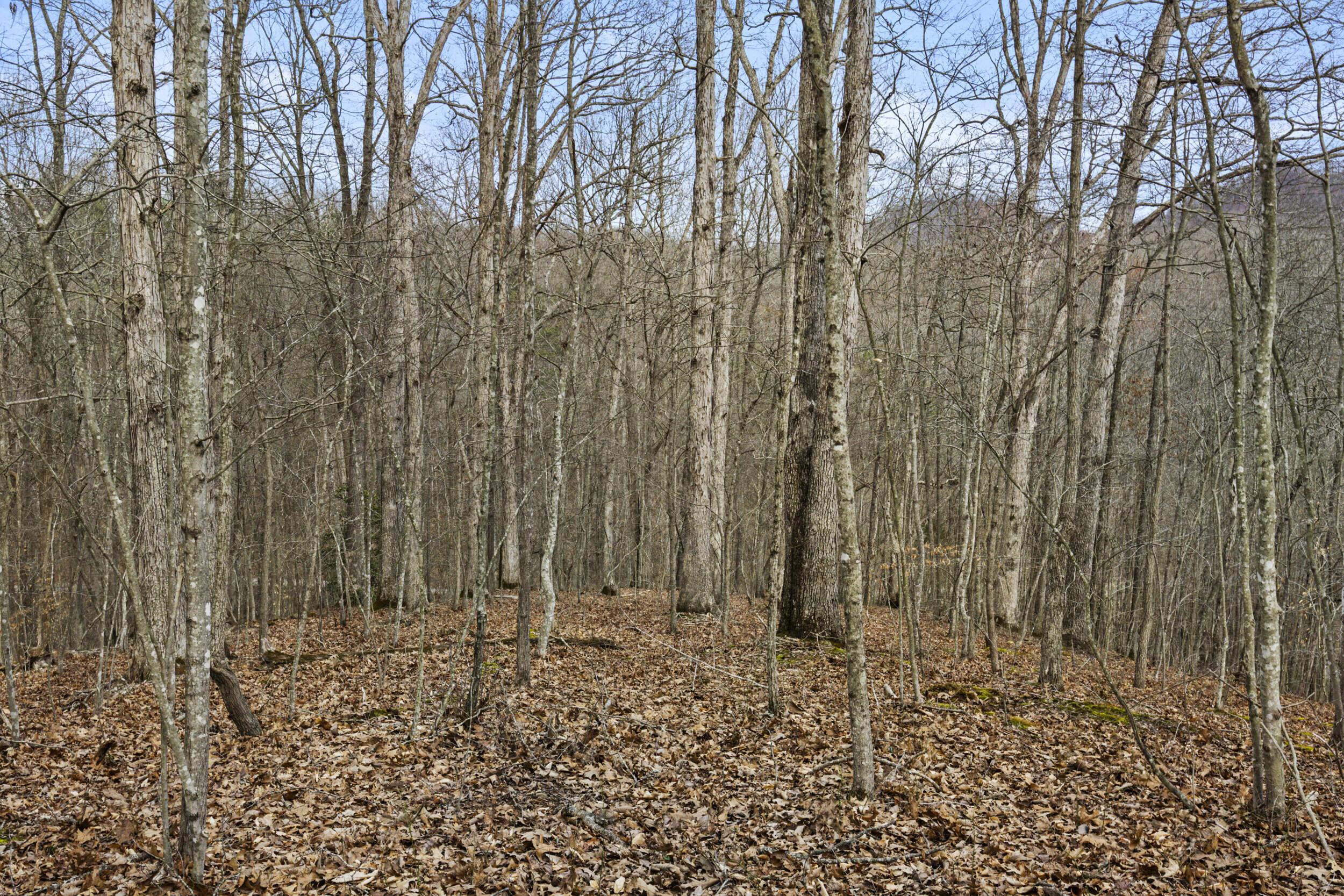 6930 Winchester Road Property Photo 19