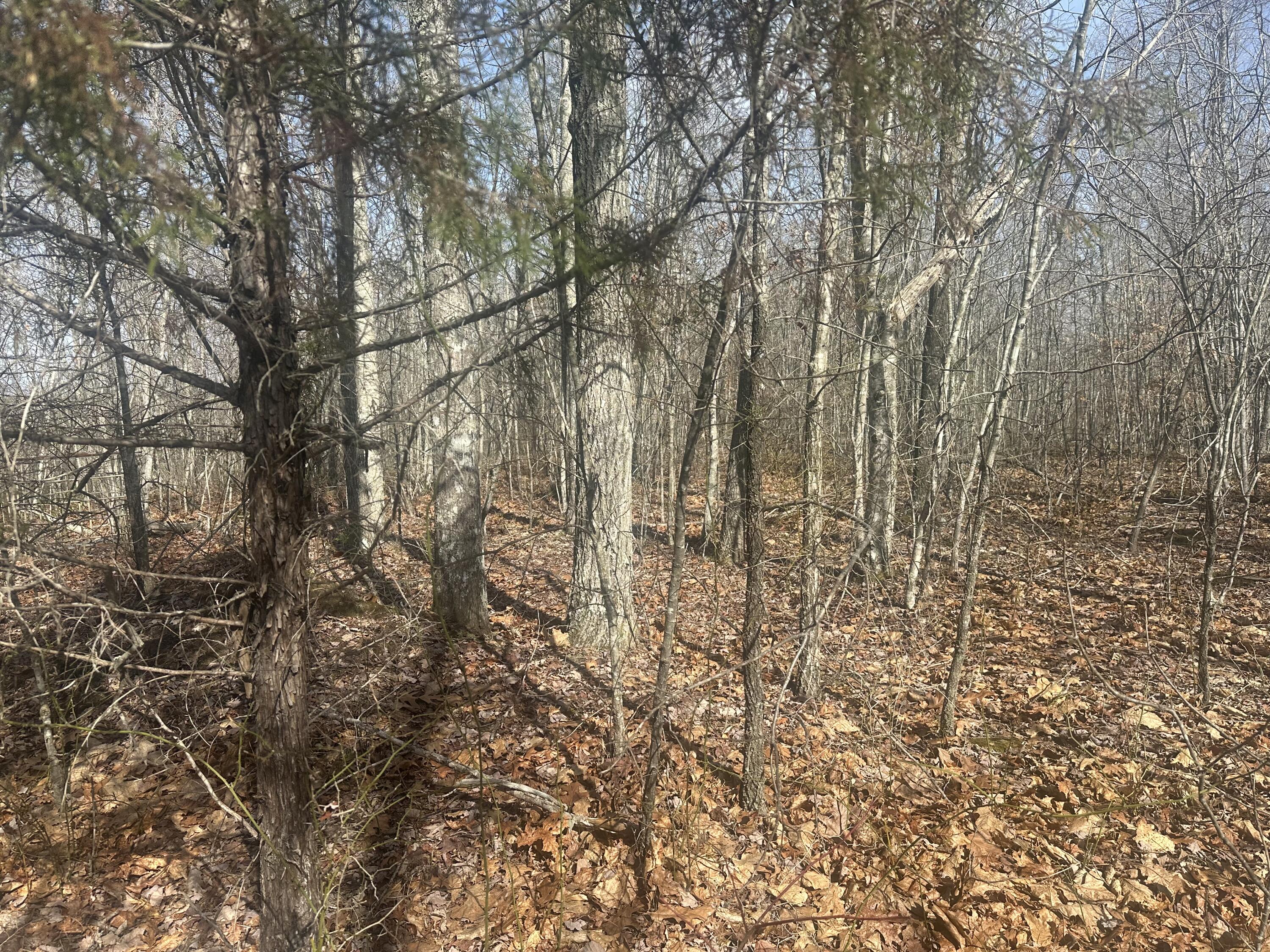 10 Ac Old Beaty Pvt Road Property Photo 3