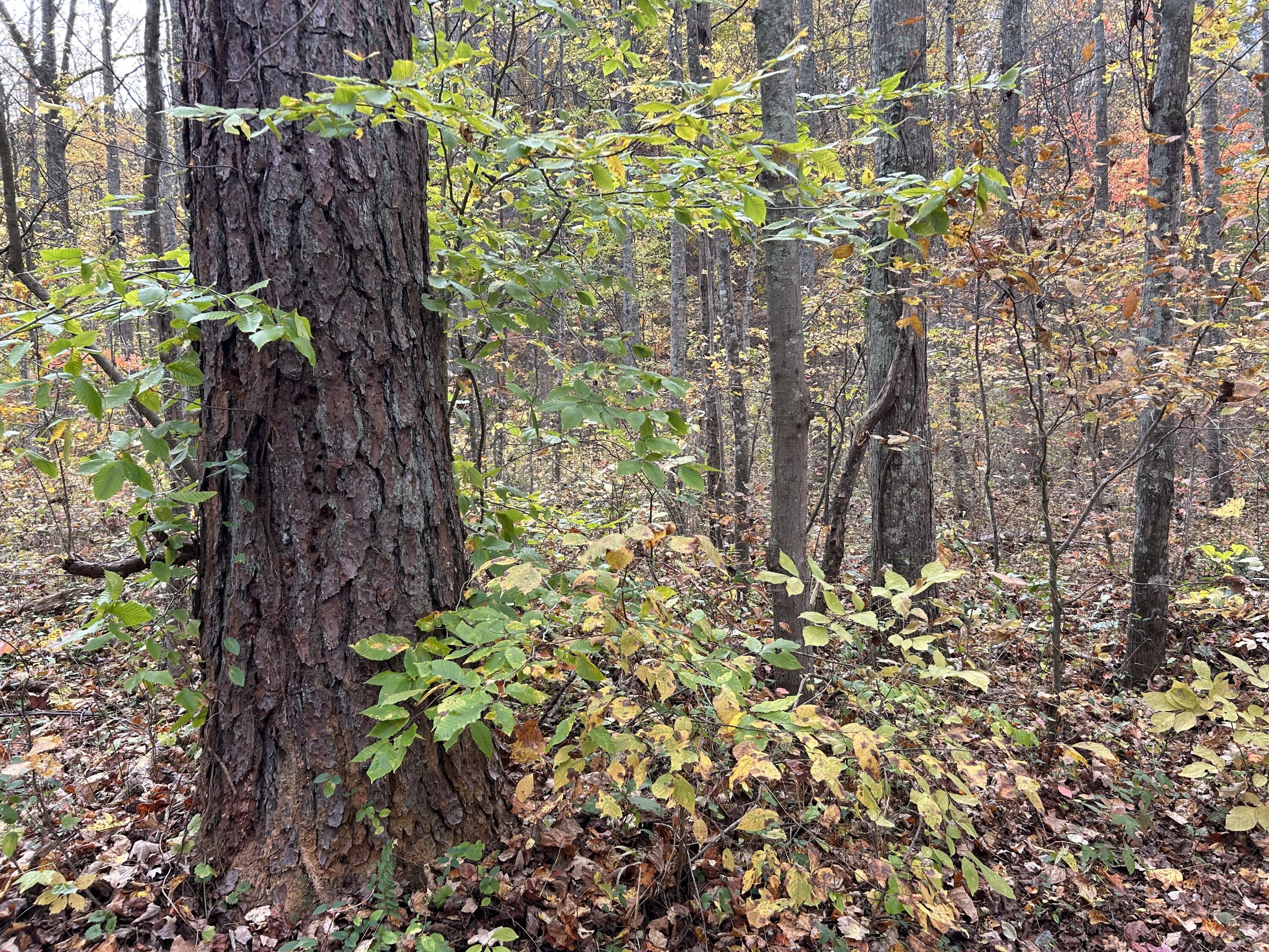 70 Millstone Road Property Photo 12