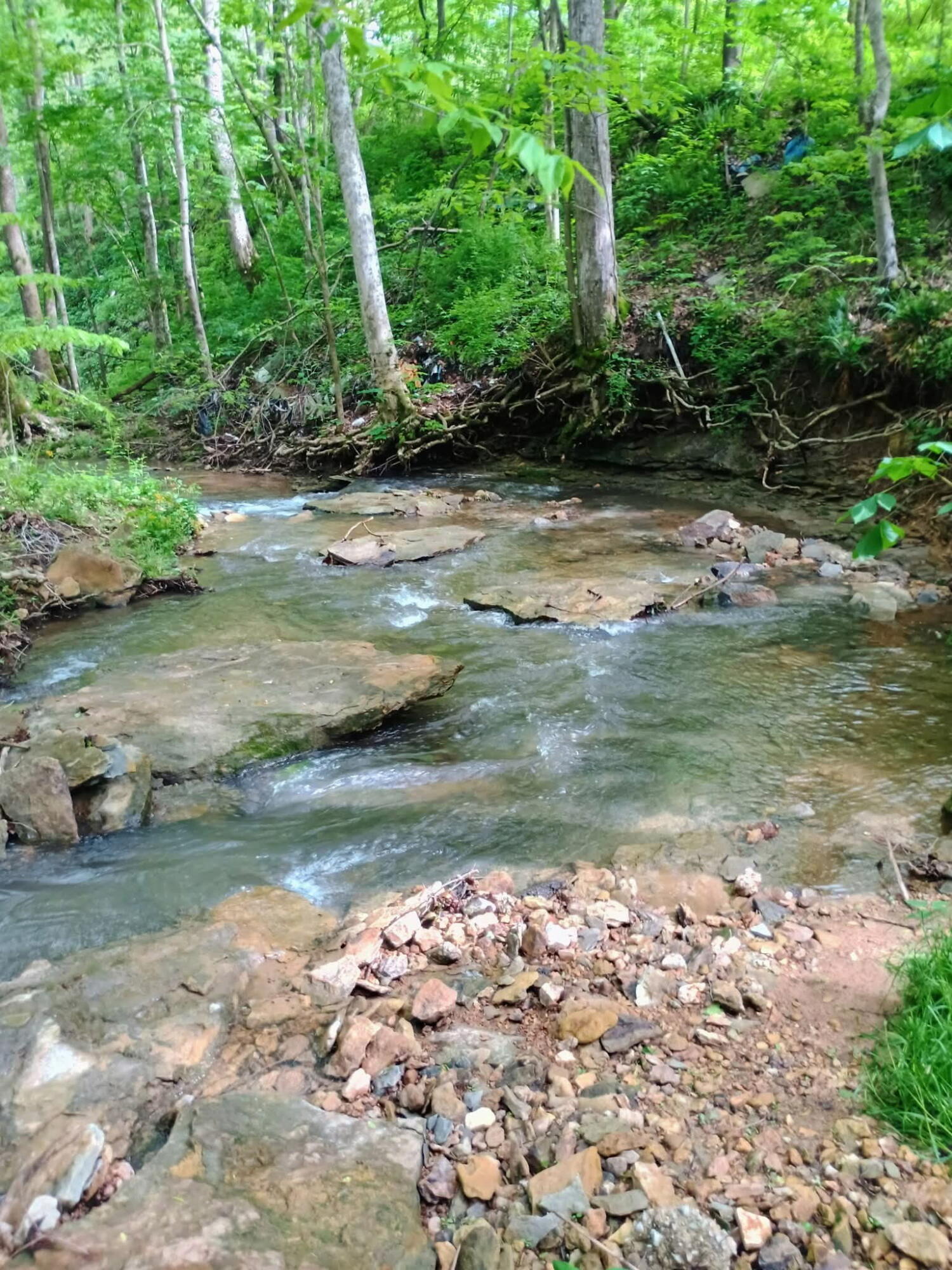 495 Clear Fork Branch Road Property Photo 2