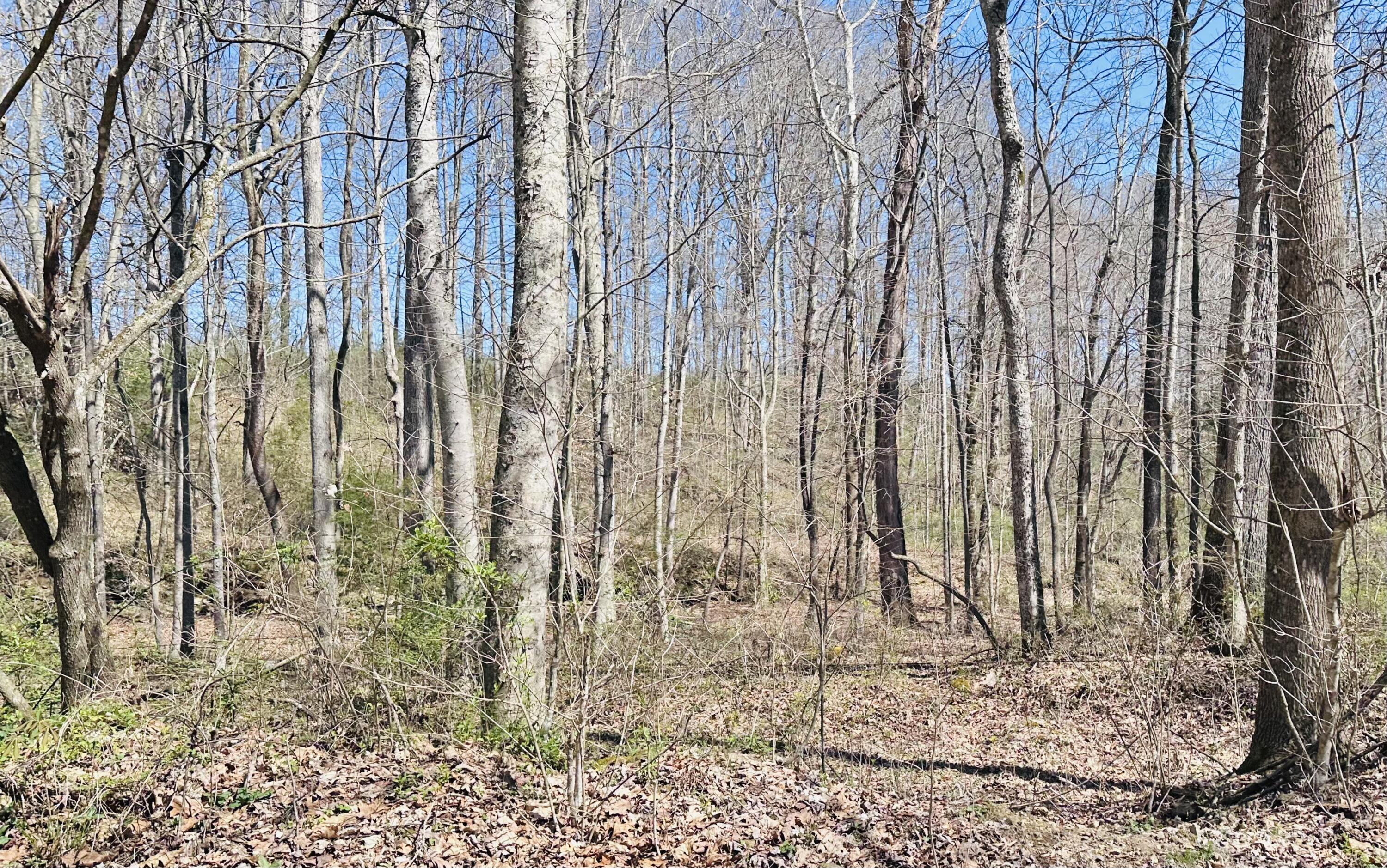 495 Clear Fork Branch Road Property Photo 3