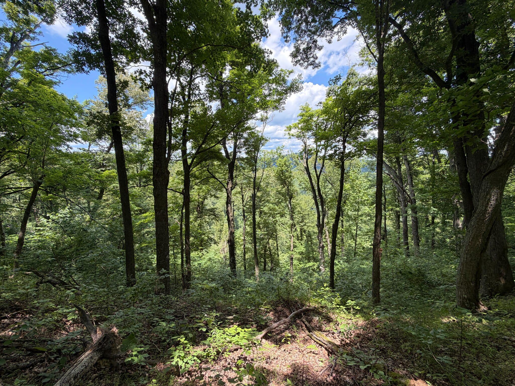 3800a Butcher Hollow Rd Property Photo 69