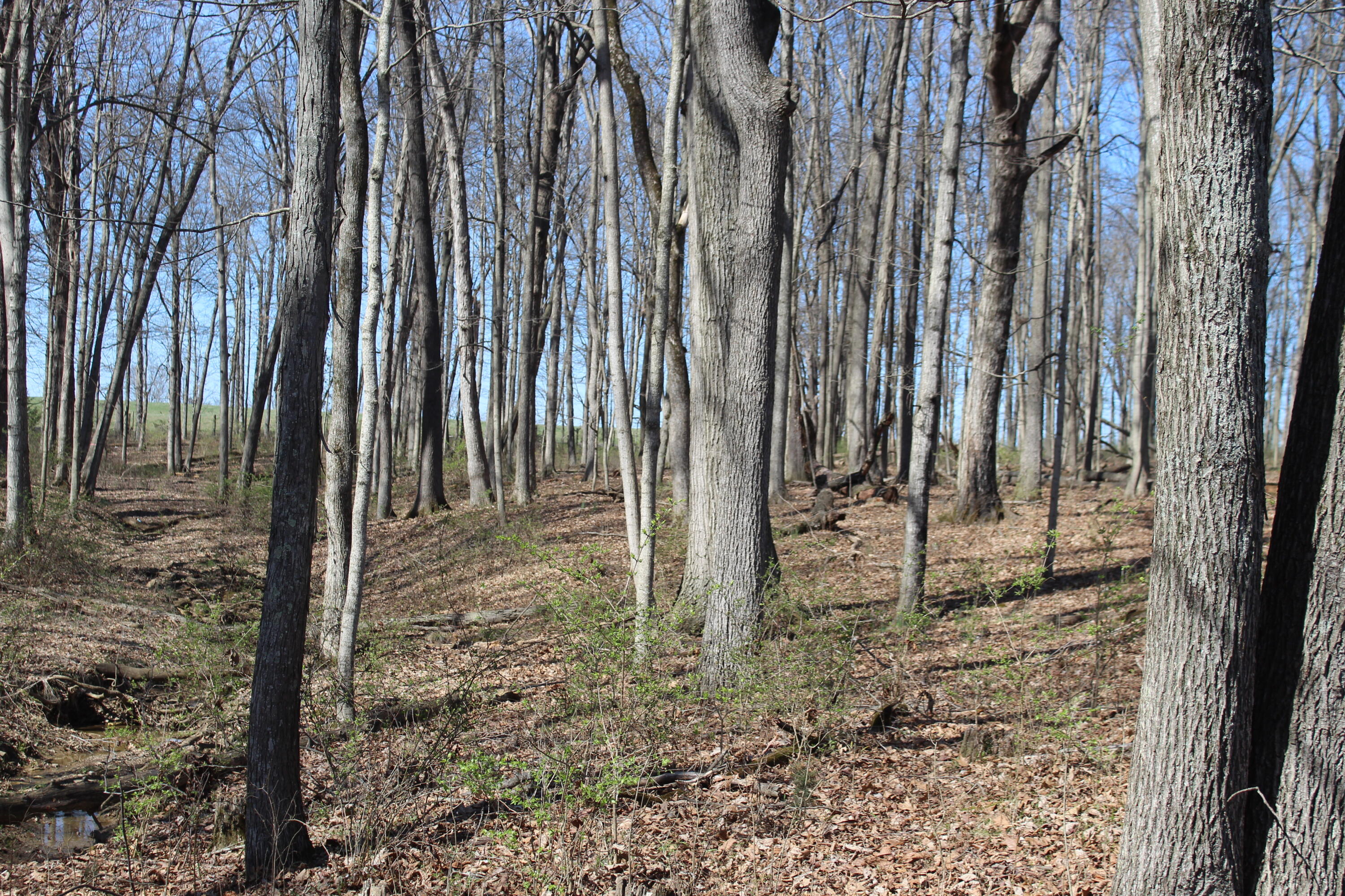 1480 Poindexter Road Property Photo 5