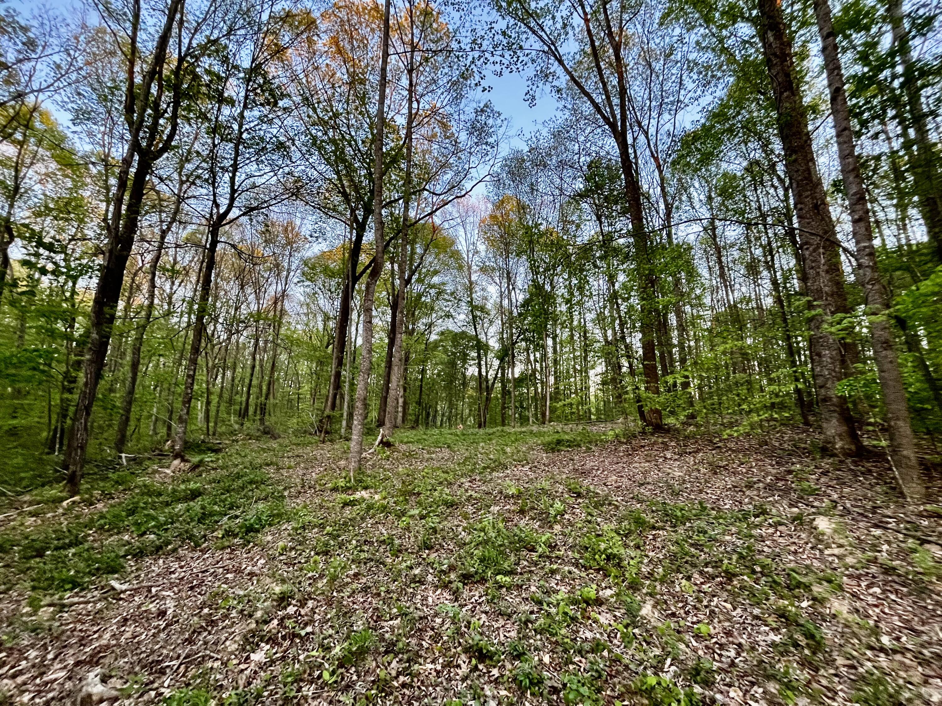 1749 Rouse Branch Road Property Photo 22