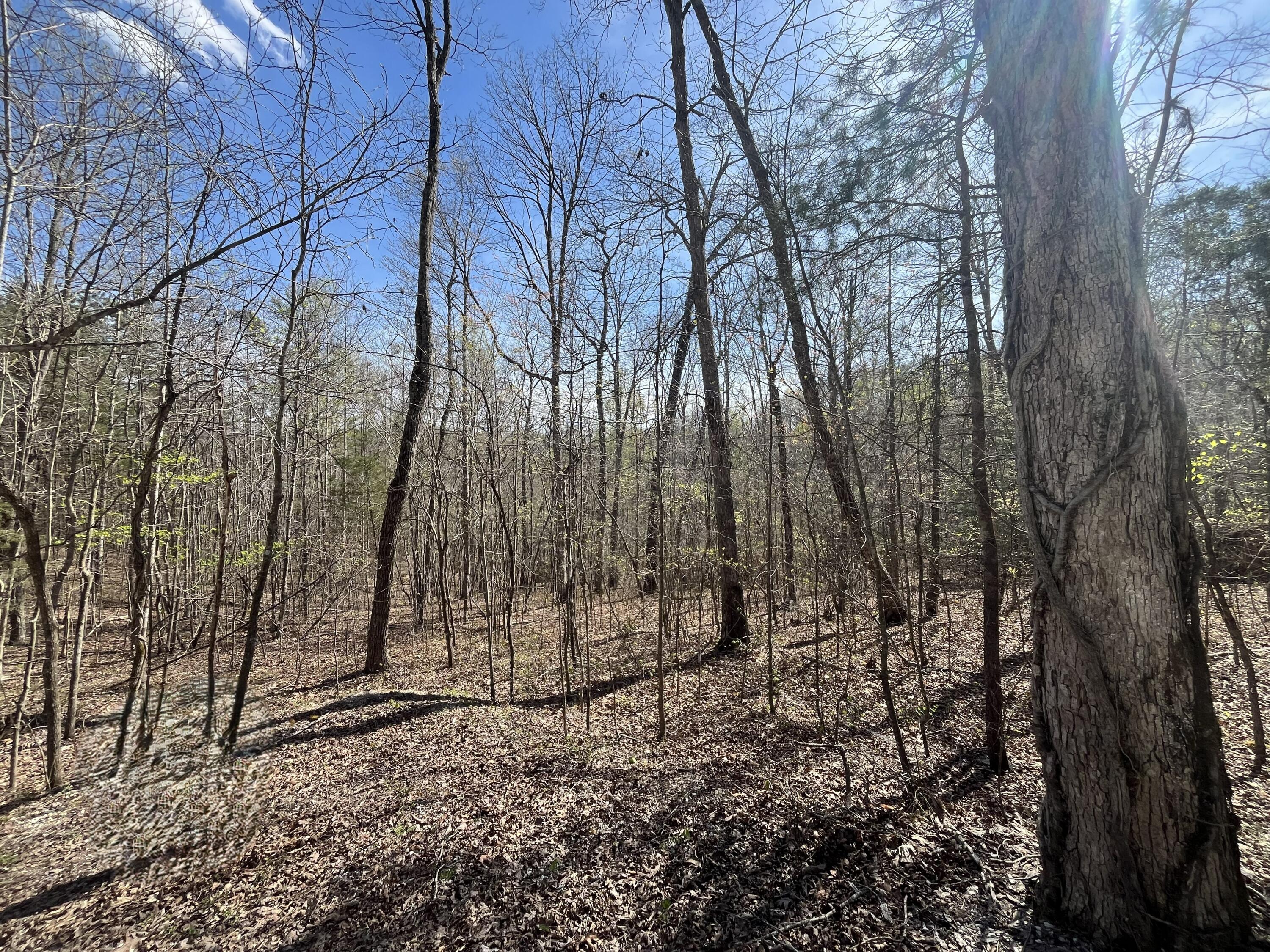 Lot 10 Mountain Springs Cem Road Property Photo 5