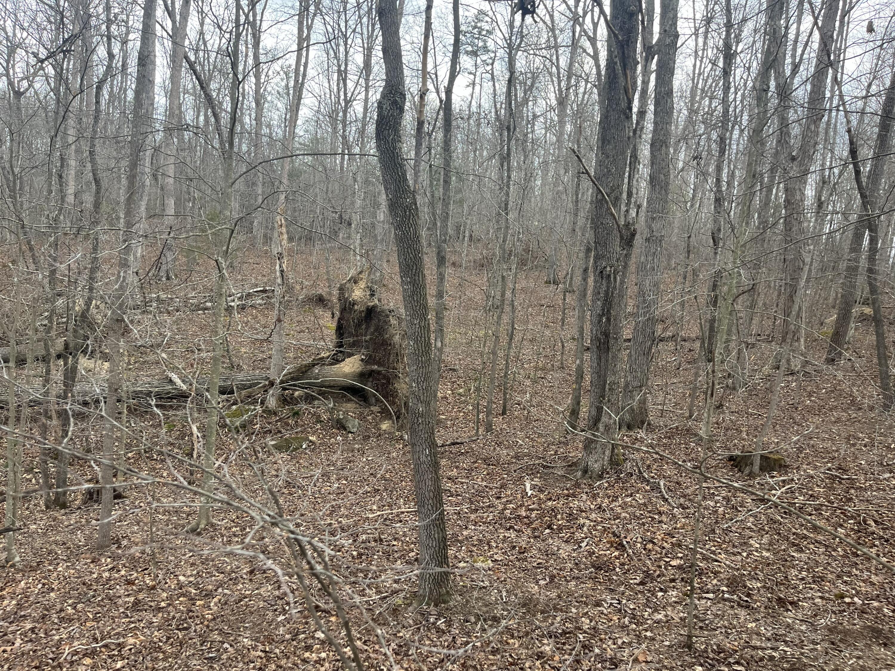 Lot 10 Mountain Springs Cem Road Property Photo 8