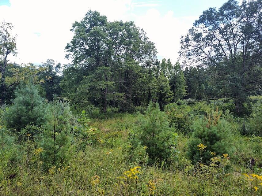 1150 Logan Hollow Road Property Photo 3