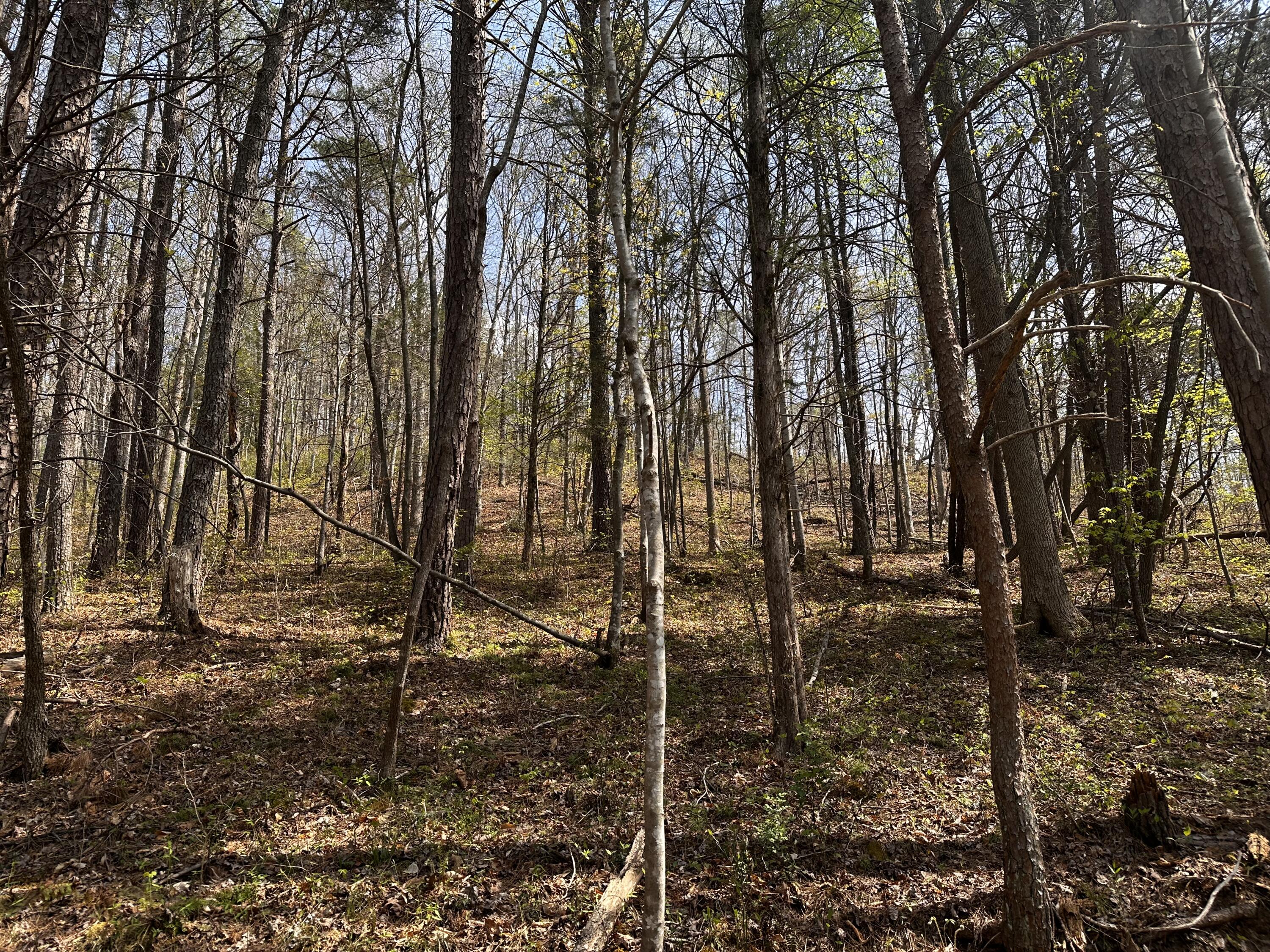 0 Long Branch Road 0 Property Photo 4