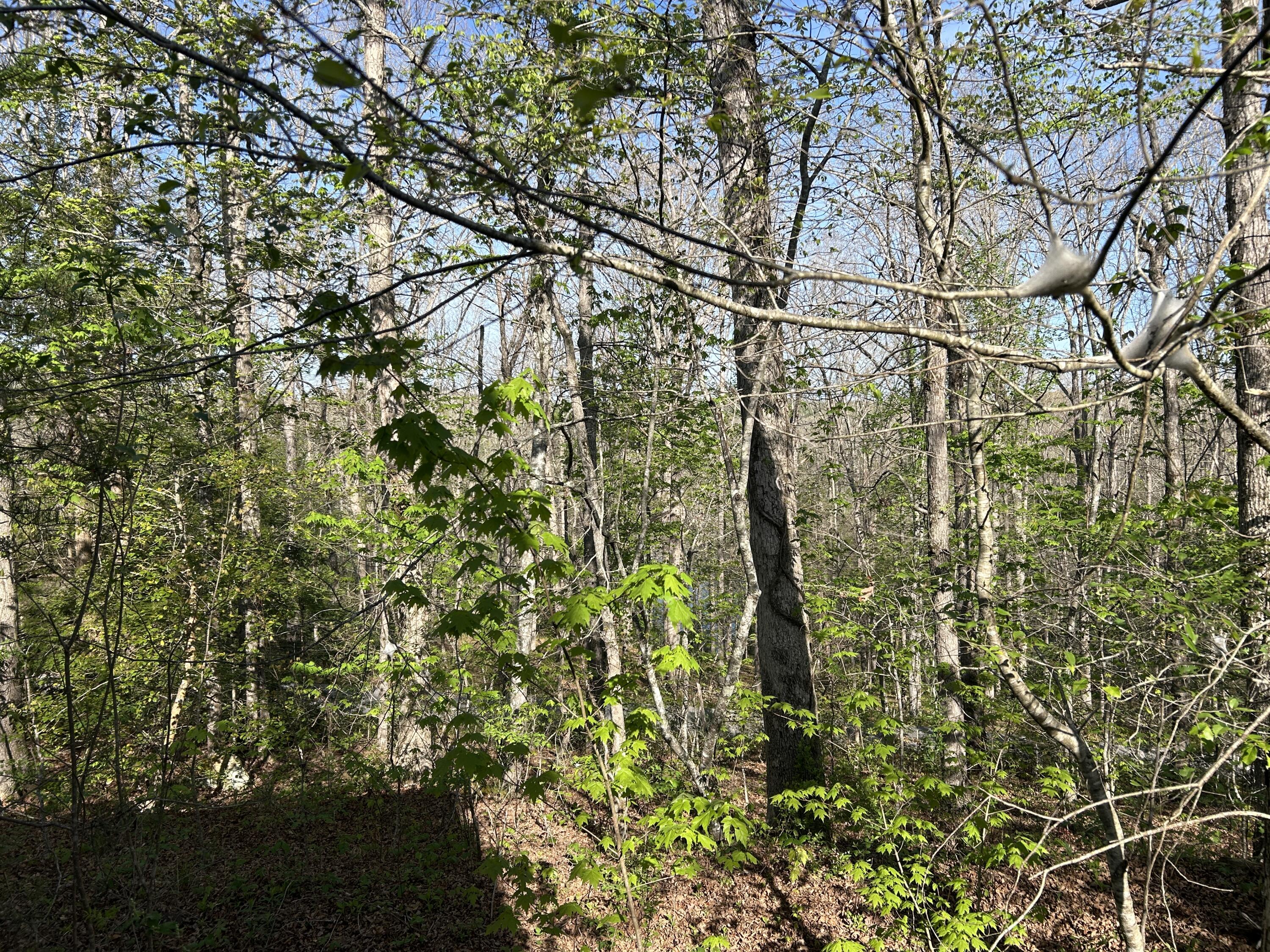 0000 Hawk Ridge Road Property Photo 15