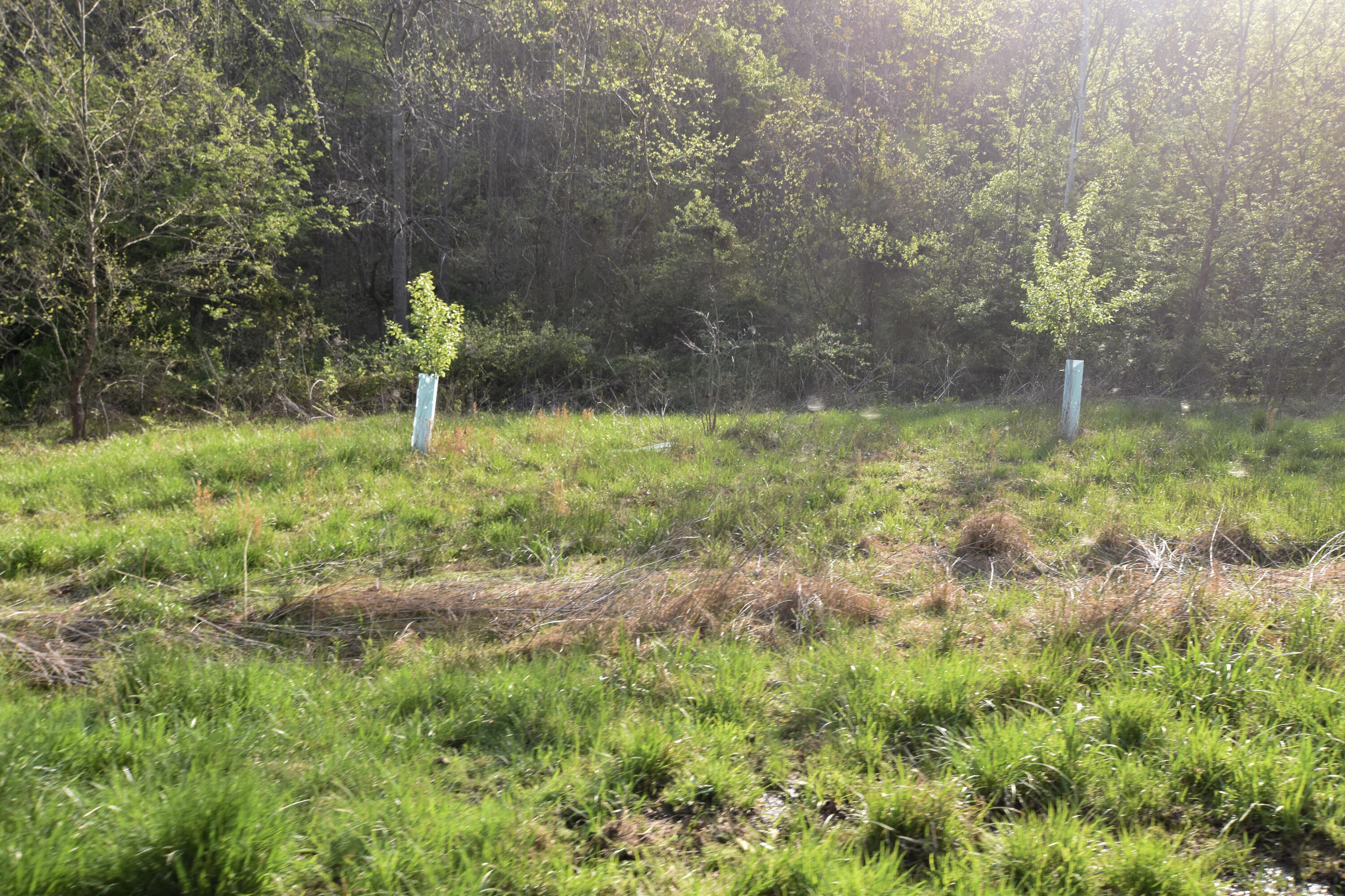 0 Pool Branch Property Photo 35