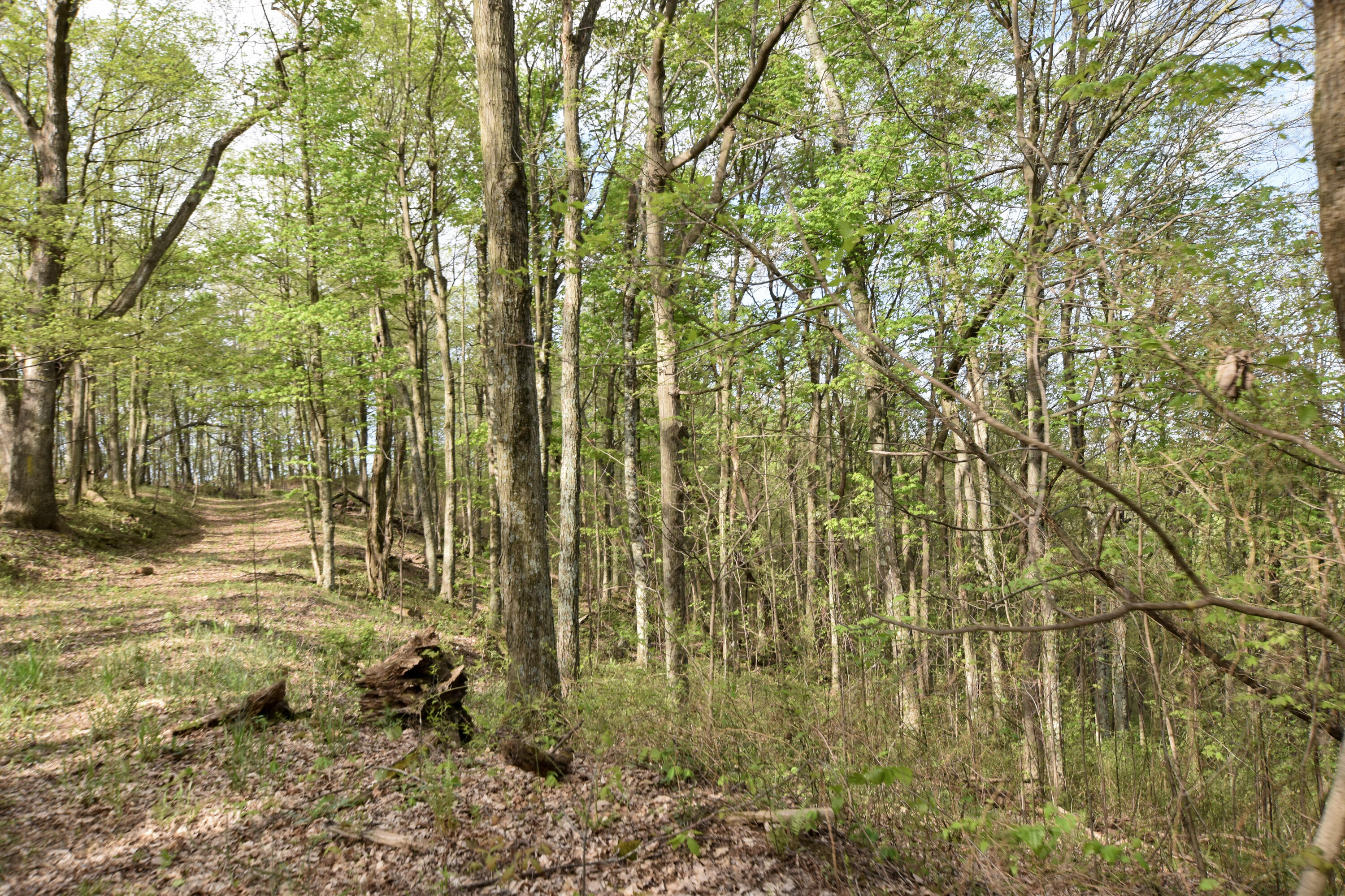0 Pool Branch Property Photo 44