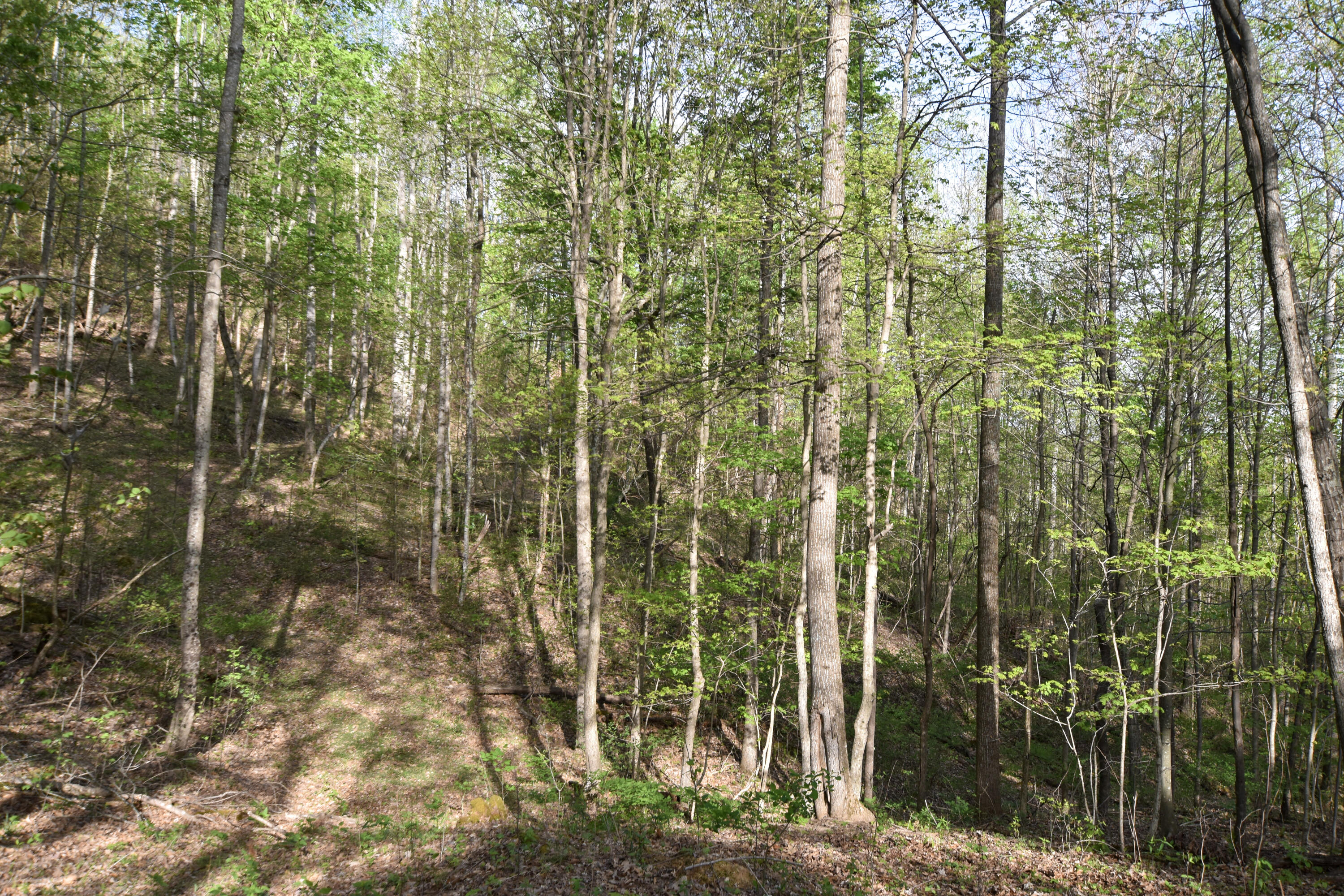 0 Pool Branch Property Photo 55