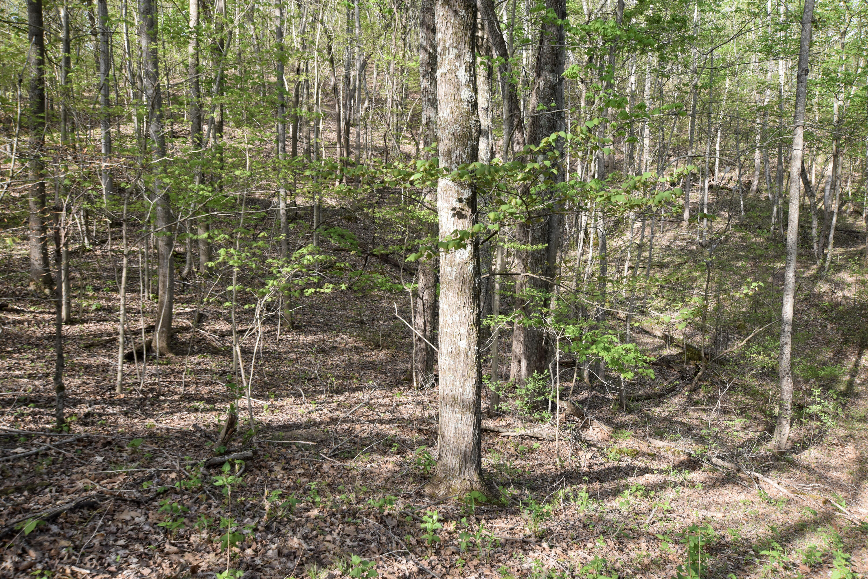 0 Pool Branch Property Photo 56
