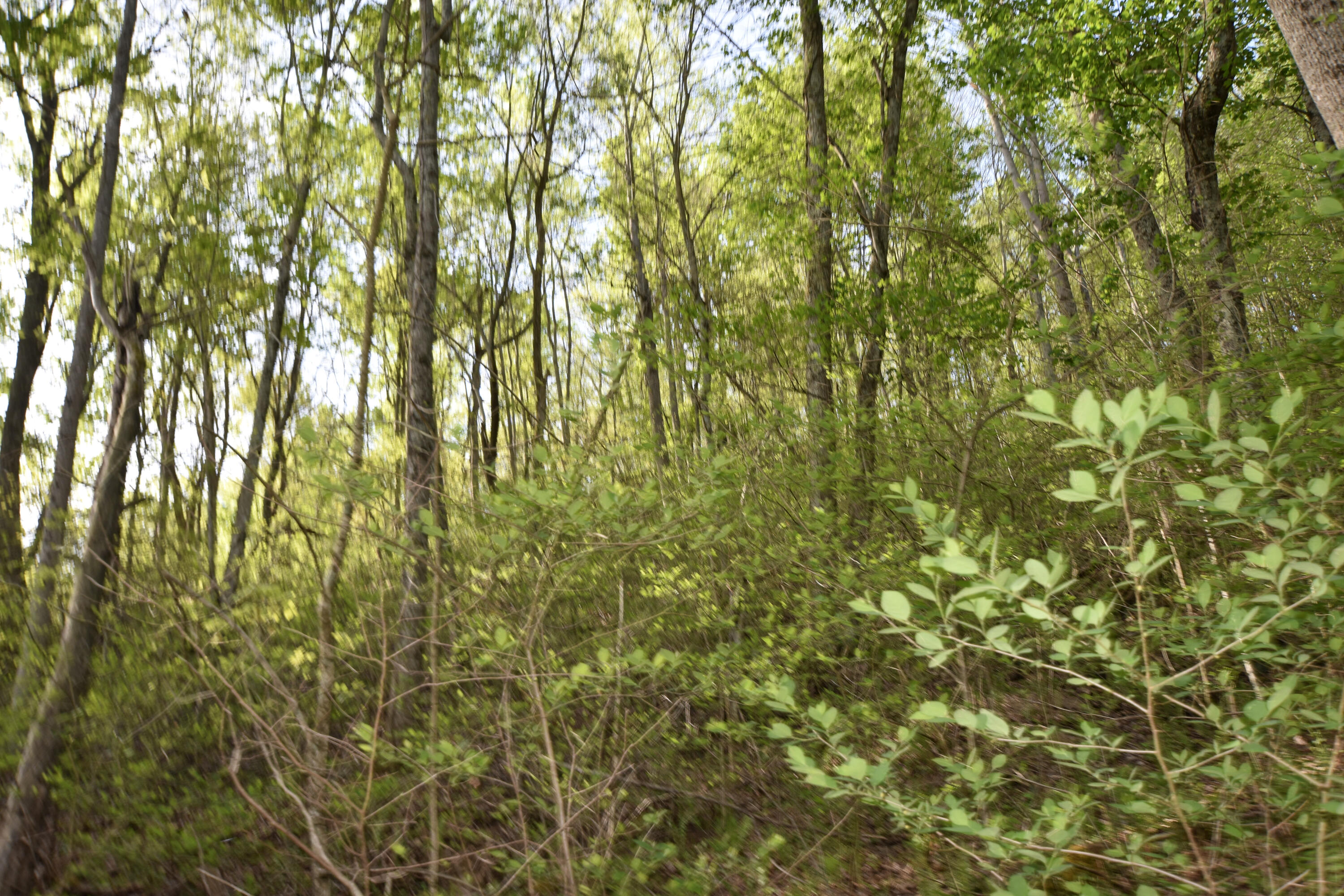 0 Pool Branch Property Photo 57