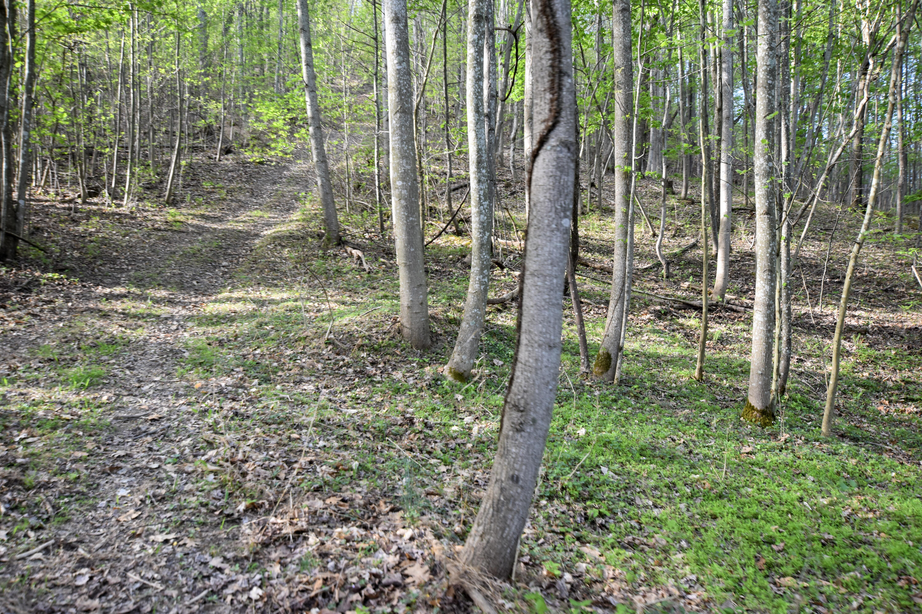 0 Pool Branch Property Photo 58