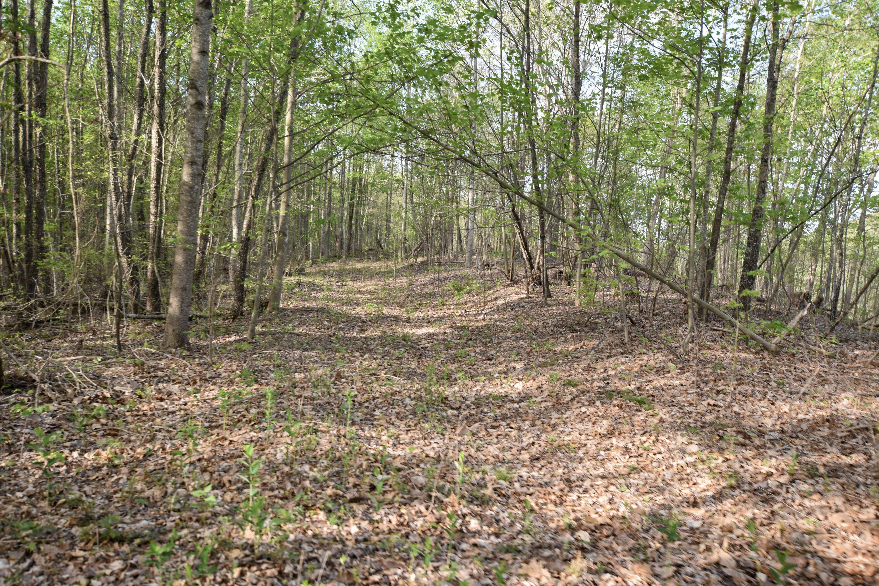 0 Pool Branch Property Photo 60