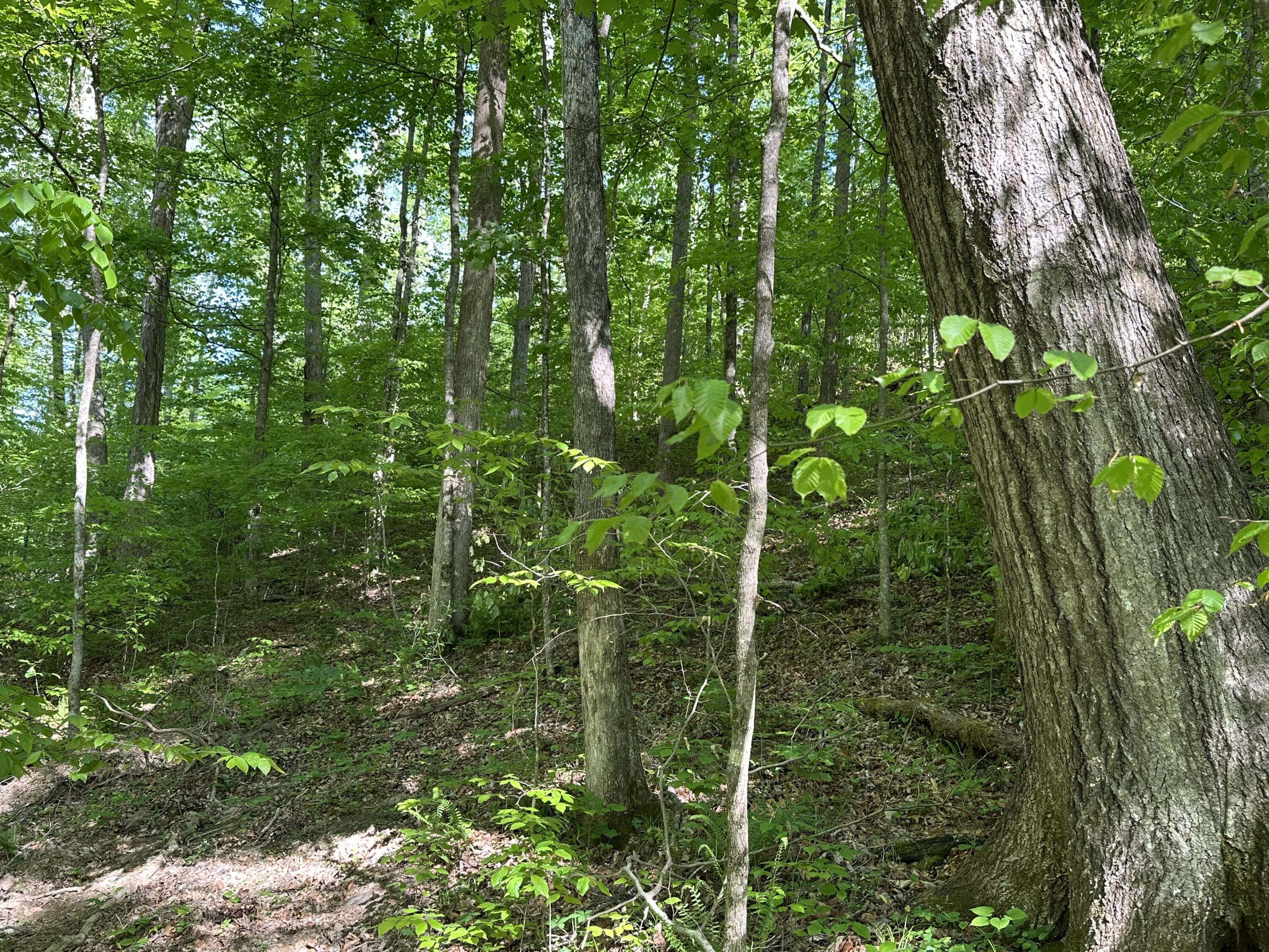 101 Irvin Phelps Road Property Photo 14
