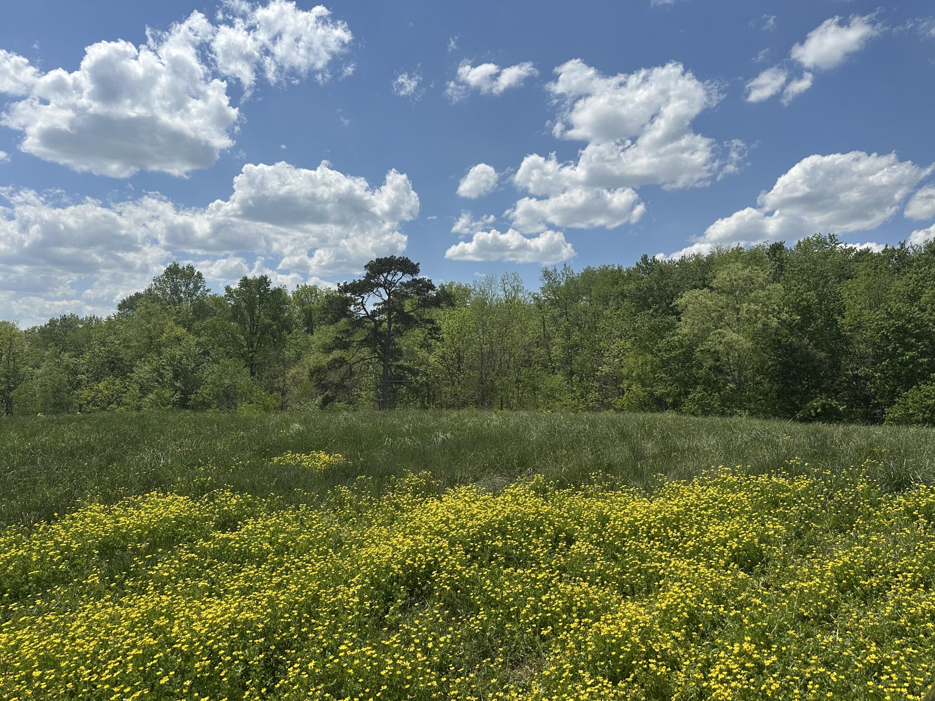 1090 Pittsburg Landing Tract 30 Property Photo 12