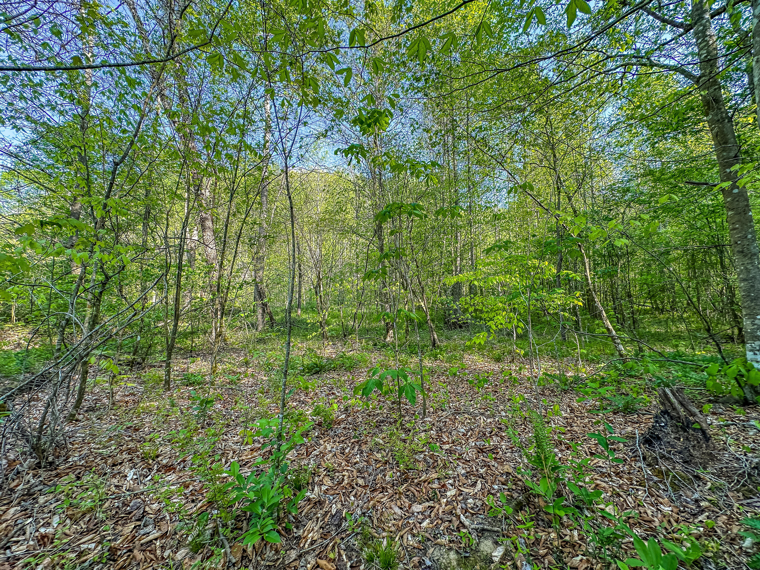 0 Hawn Branch Road Property Photo 8