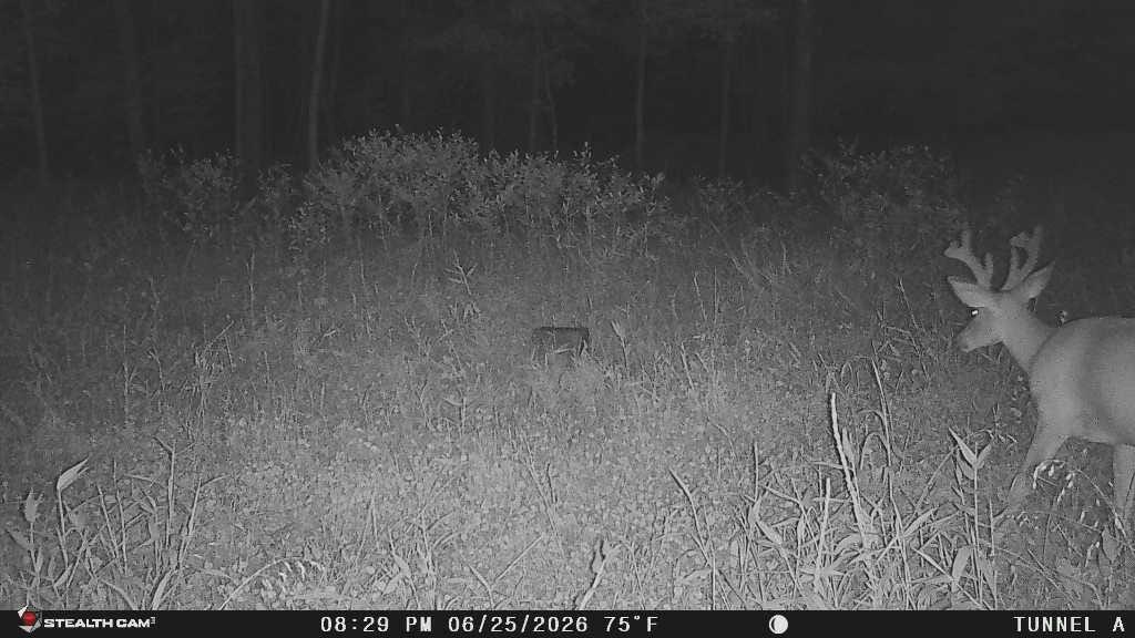 1271a Tunnel Ridge Rd Property Photo 2