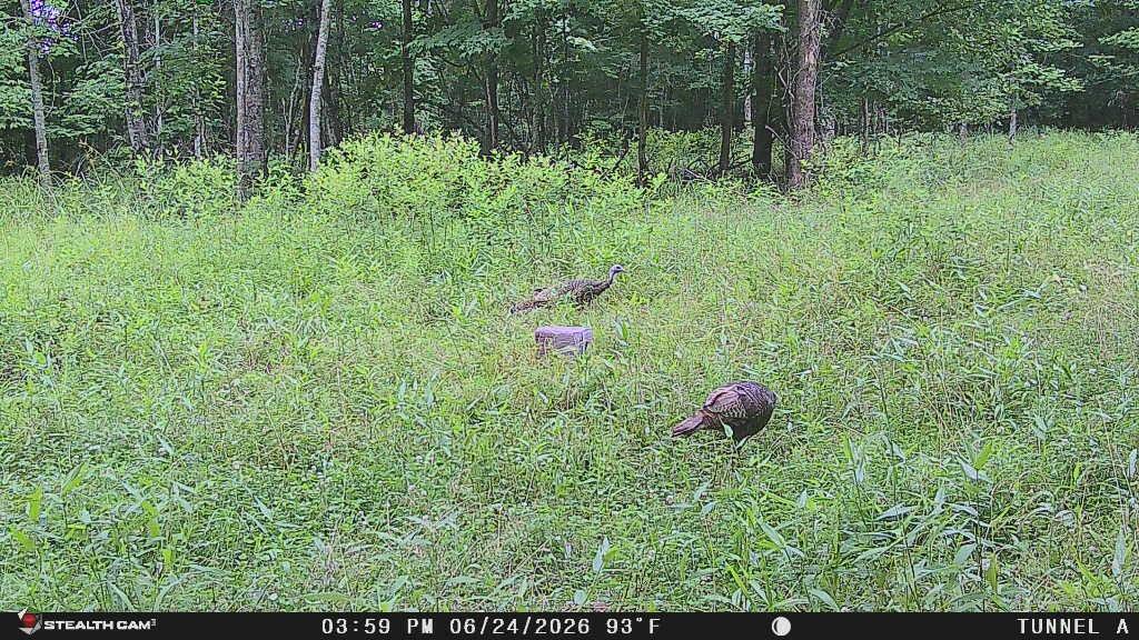 1271a Tunnel Ridge Rd Property Photo 4