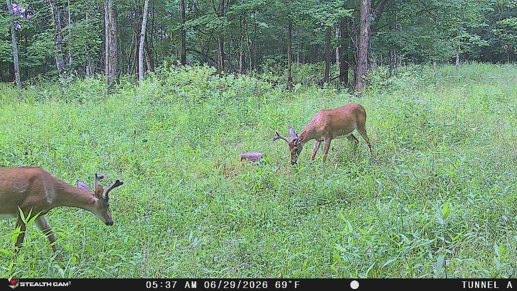 1271a Tunnel Ridge Rd Property Photo 18