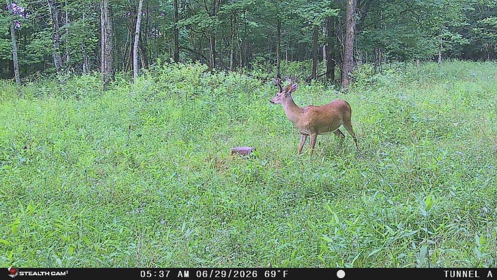 1271a Tunnel Ridge Rd Property Photo 20