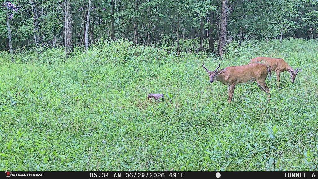 1271a Tunnel Ridge Rd Property Photo 26