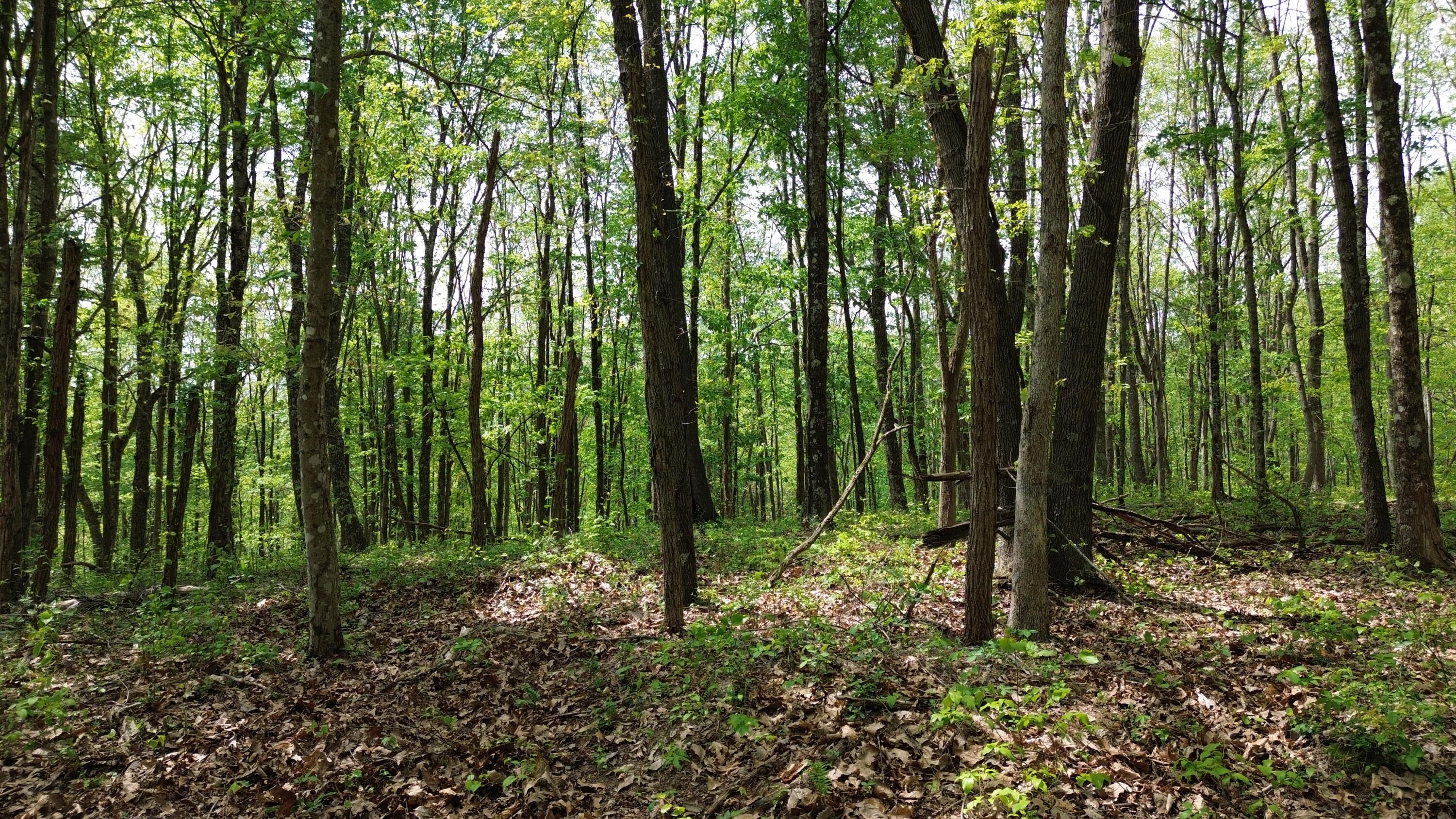 1271a Tunnel Ridge Rd Property Photo 35