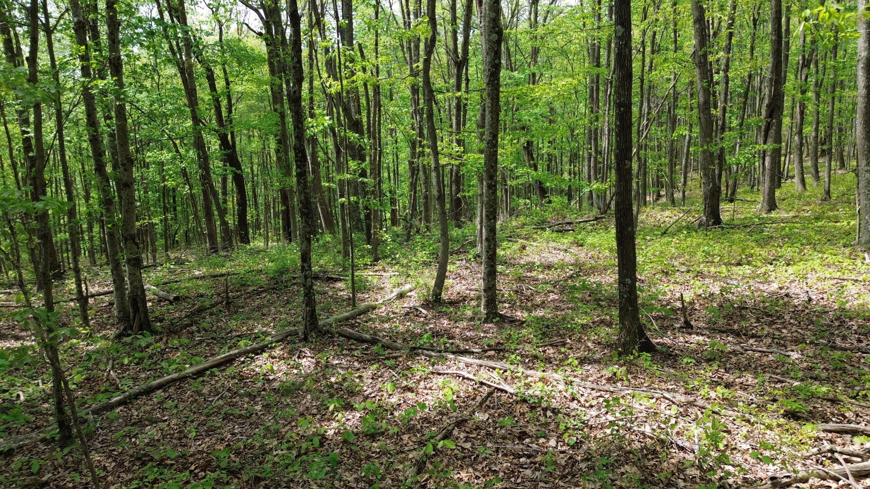 1271a Tunnel Ridge Rd Property Photo 37