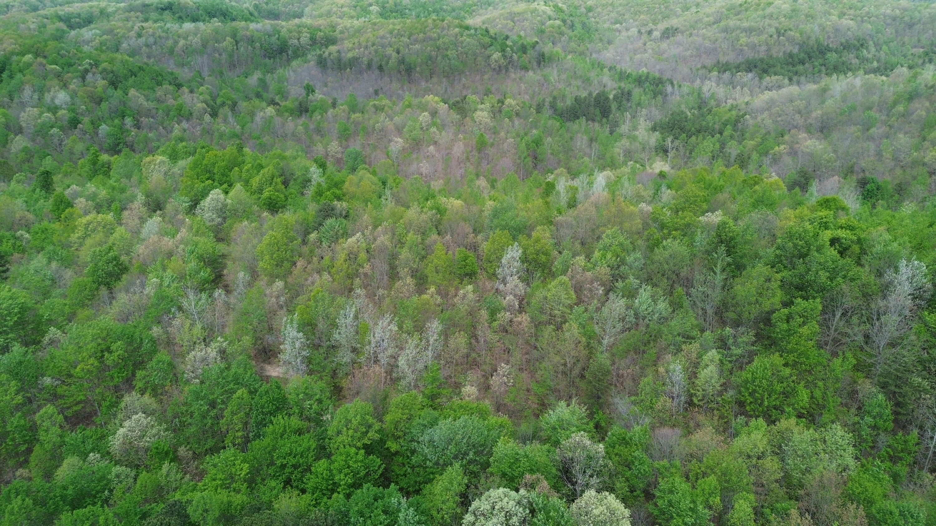 1271a Tunnel Ridge Rd Property Photo 59