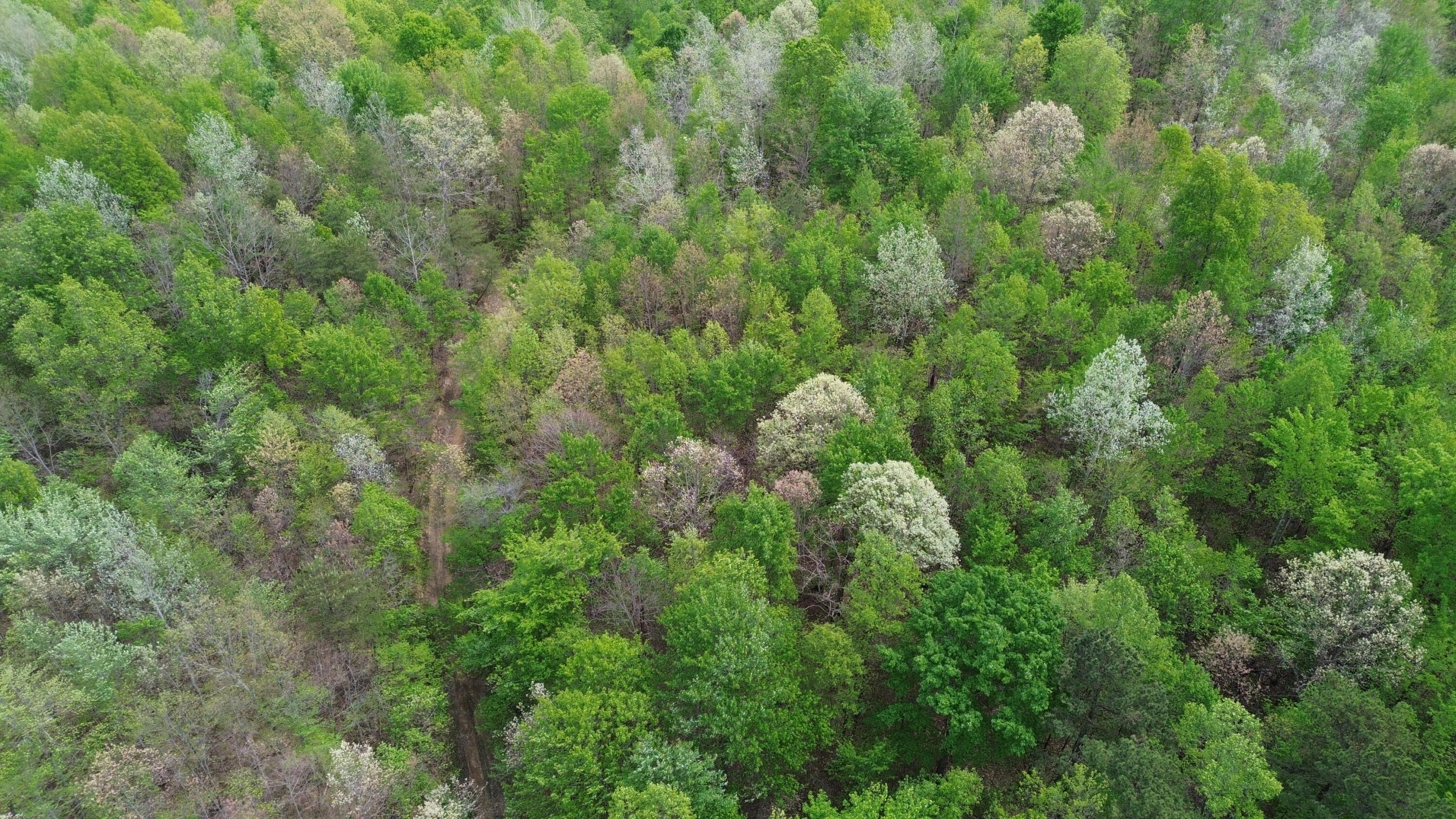 1271a Tunnel Ridge Rd Property Photo 66