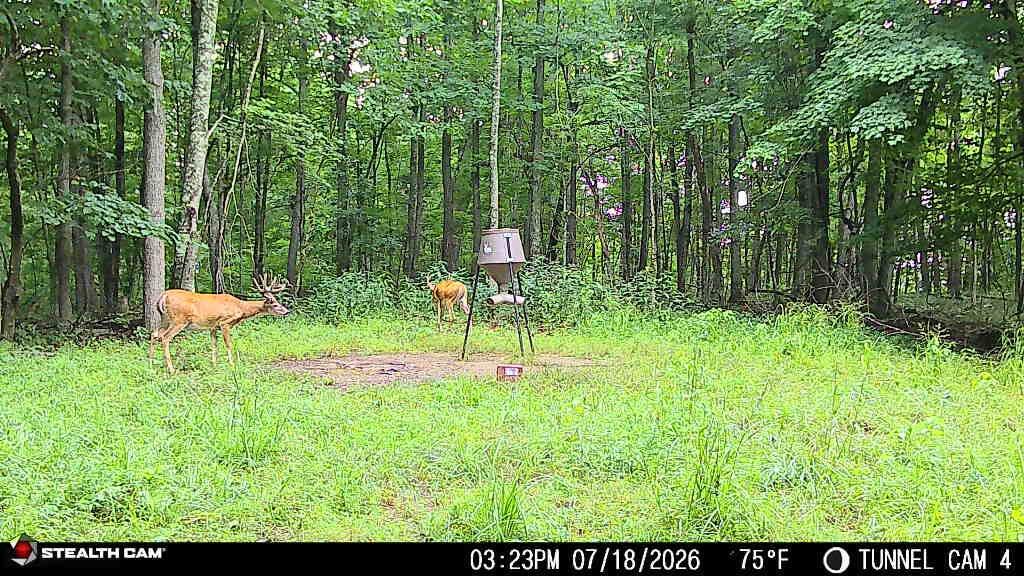 1271a Tunnel Ridge Rd Property Photo 68
