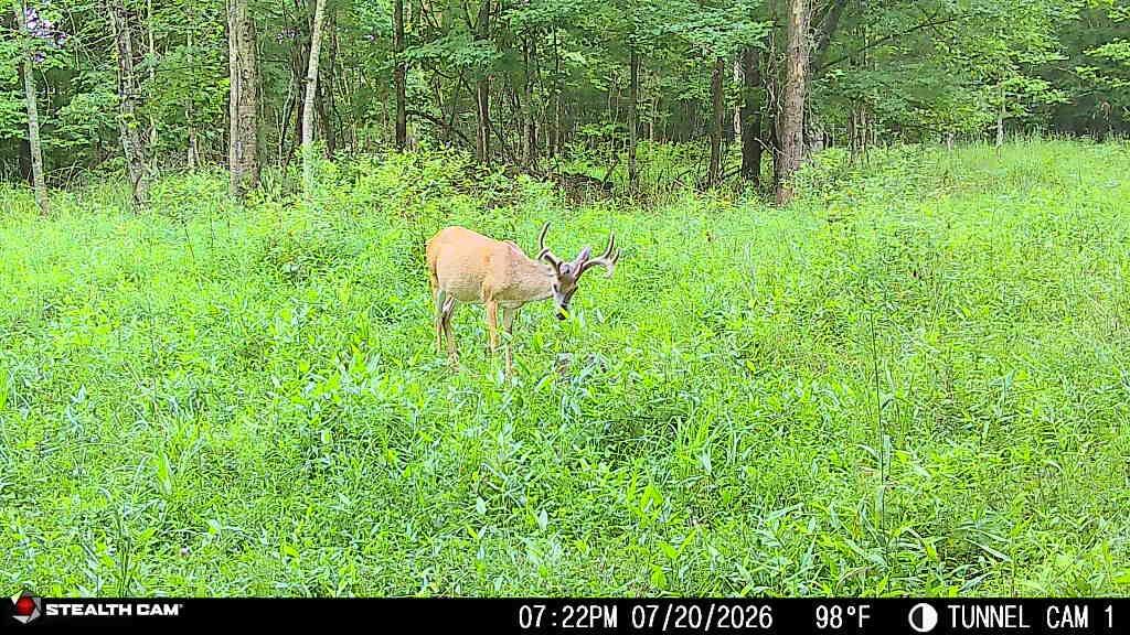 1271a Tunnel Ridge Rd Property Photo 78