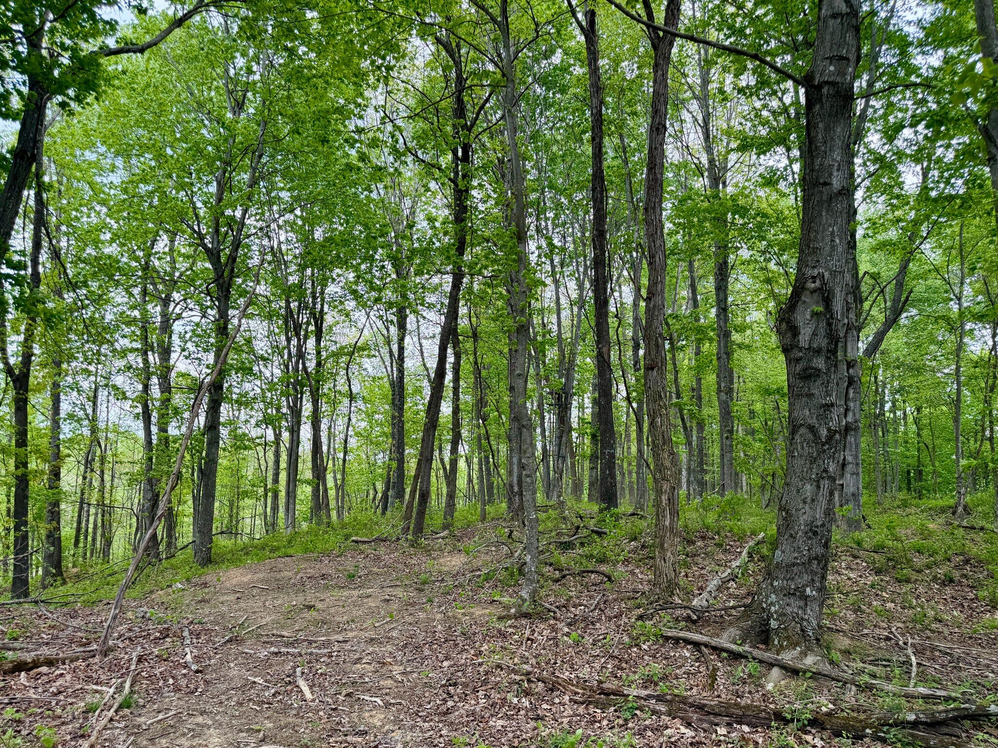 1271a Tunnel Ridge Rd Property Photo 112